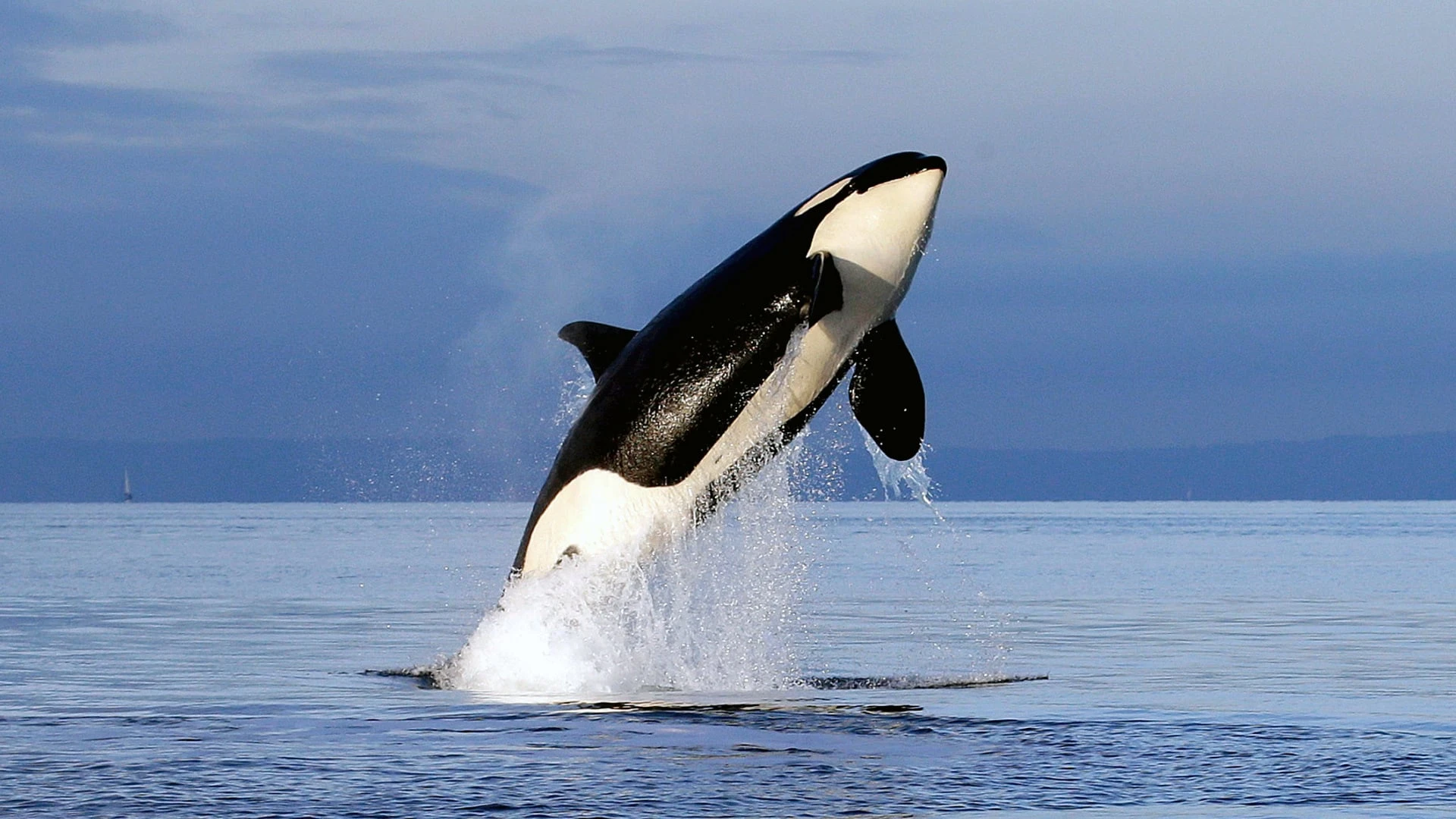 Free Willy 2 - Freiheit in Gefahr
