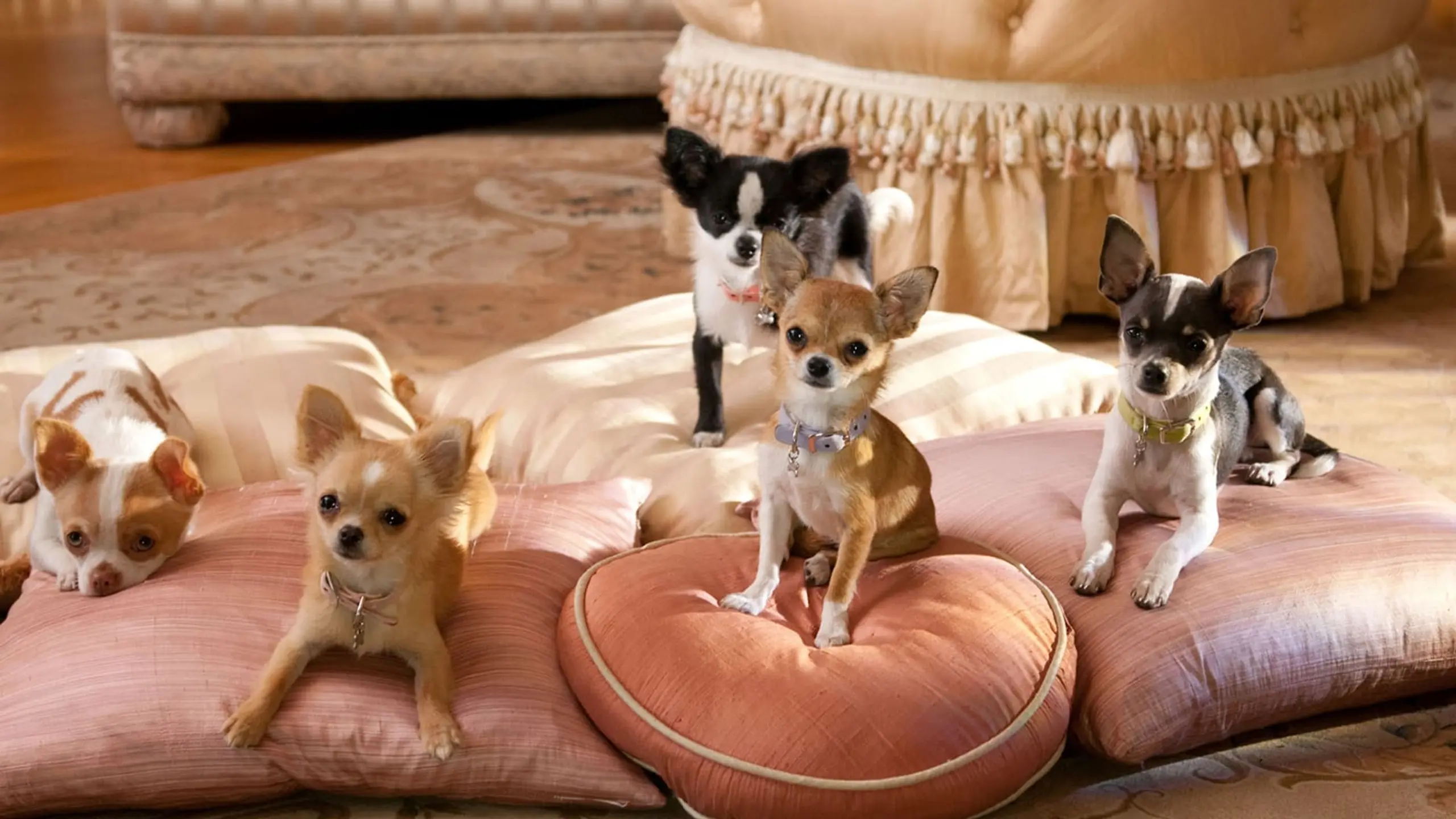 Beverly Hills Chihuahua 2