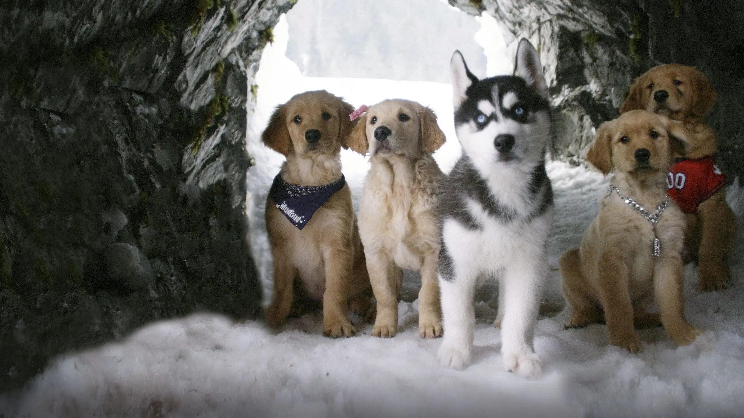 Snow Buddies - Abenteuer in Alaska