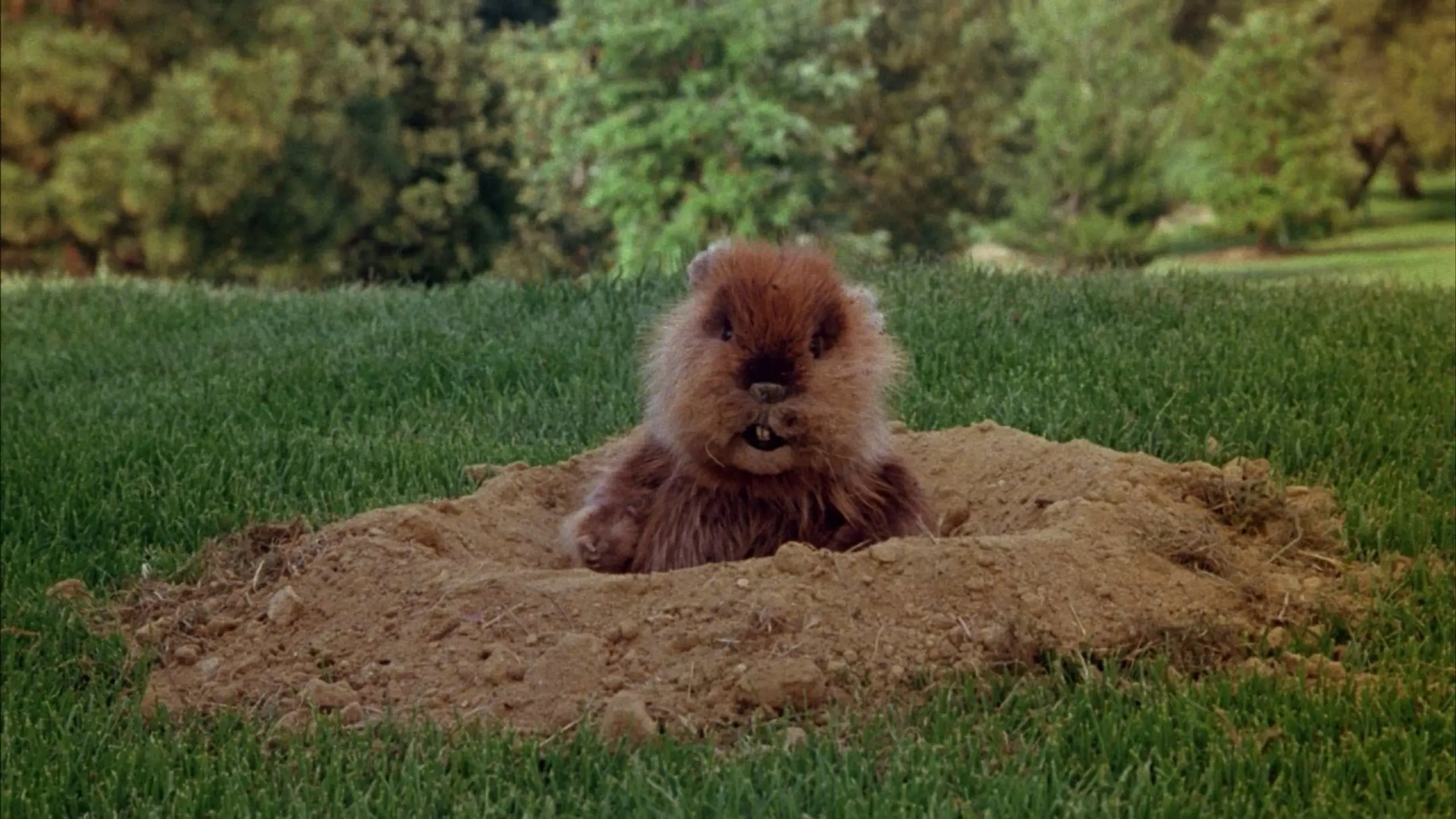 Caddyshack - Terror auf dem Golfplatz