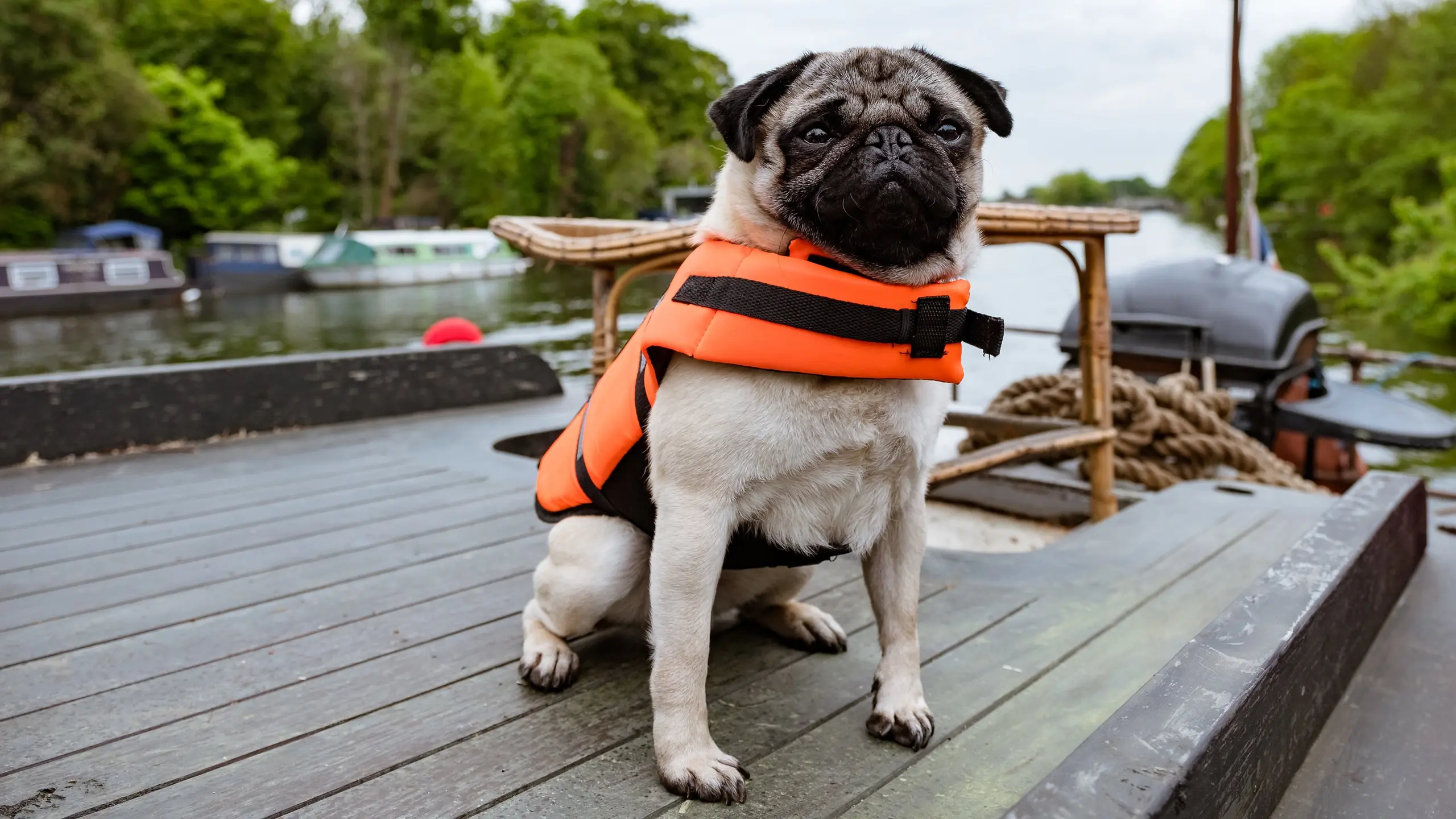 Ein Mops zum Verlieben