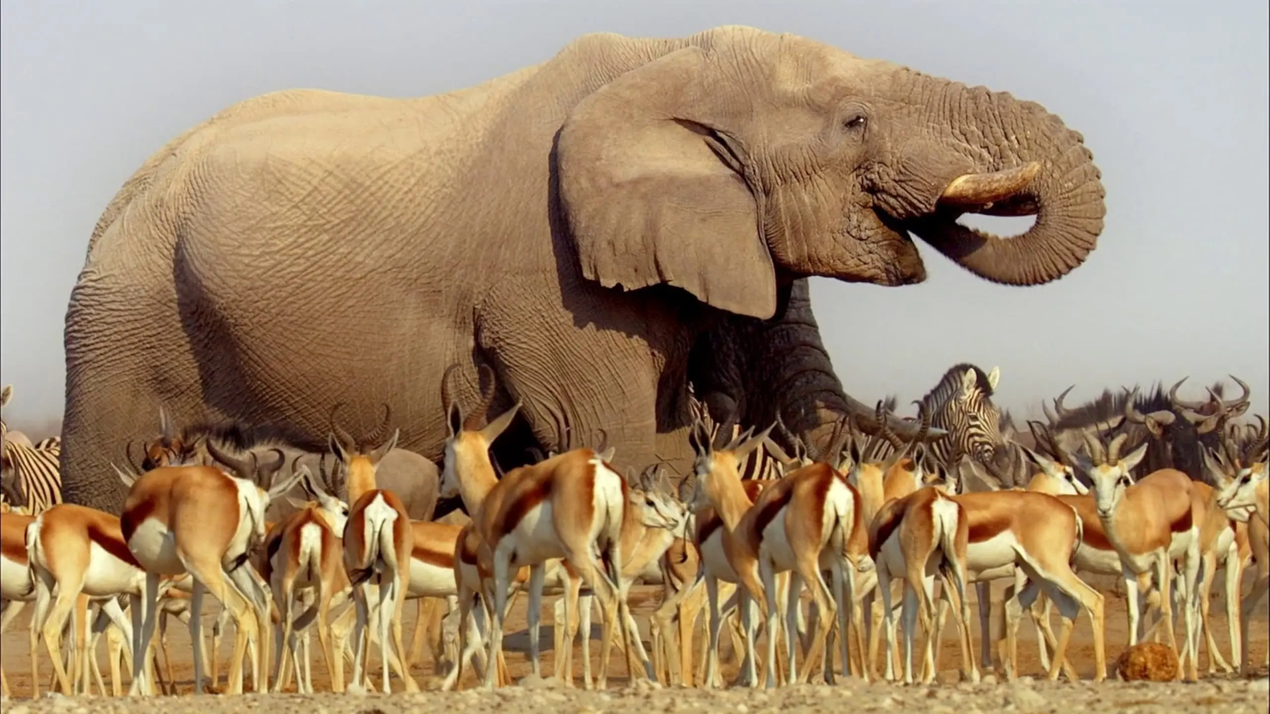 BBC Earth: Unbekanntes Afrika