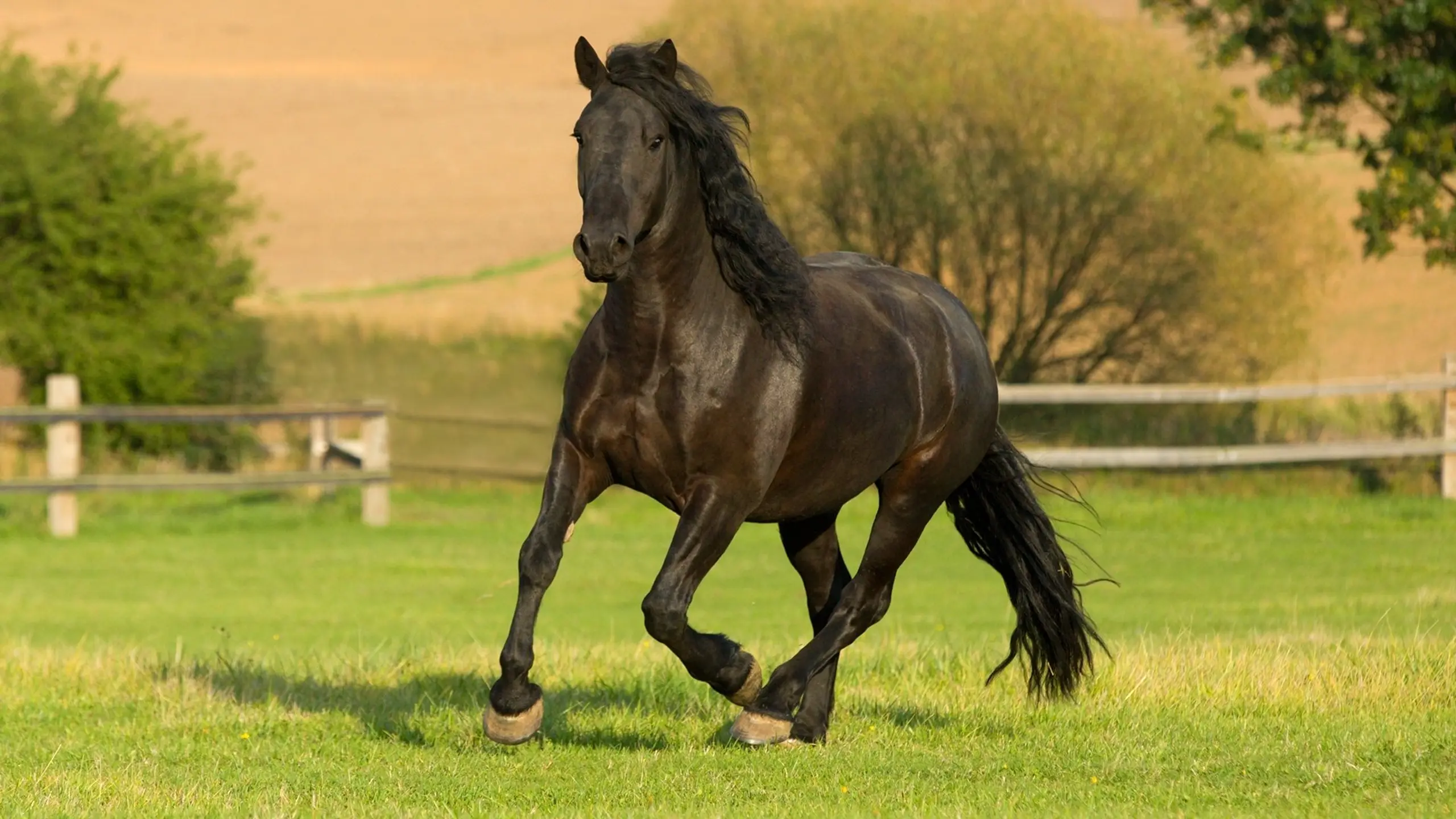 Black Beauty