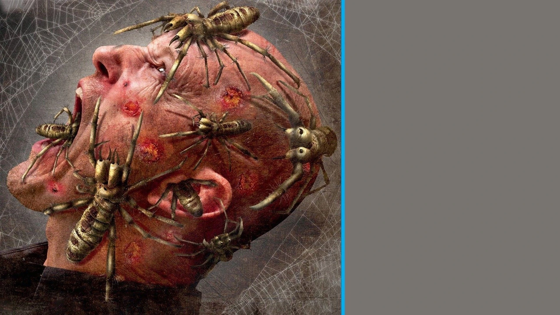 Camel Spiders - Angriff der Monsterspinnen