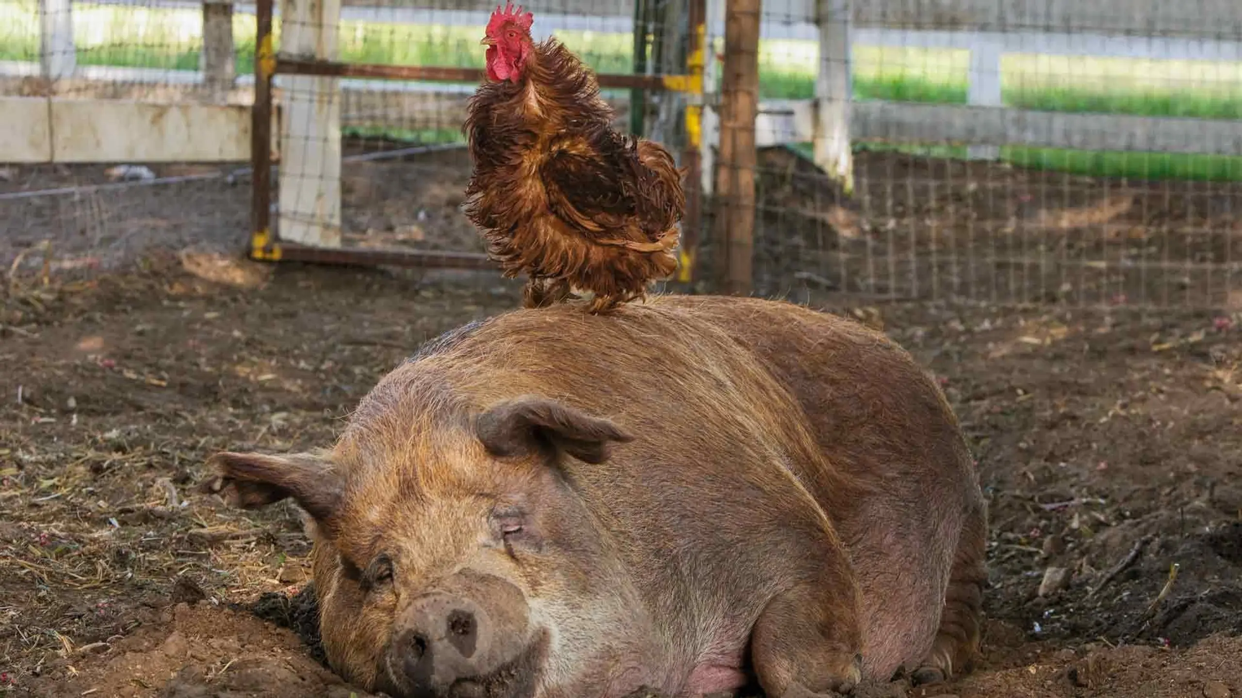 Unsere große kleine Farm