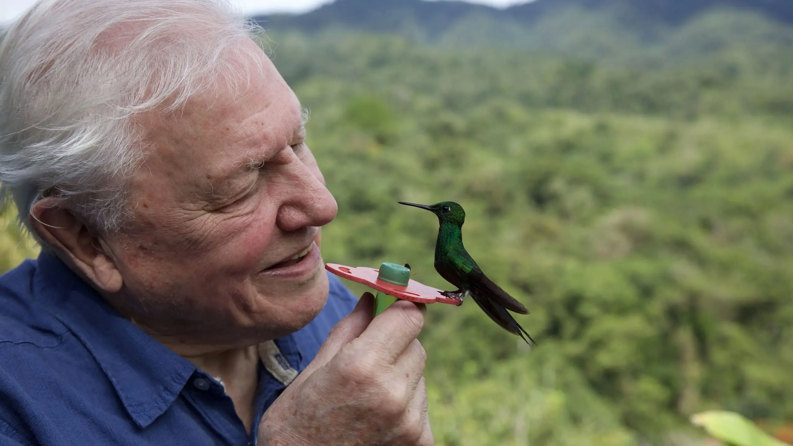 Das Leben in Farbe mit David Attenborough