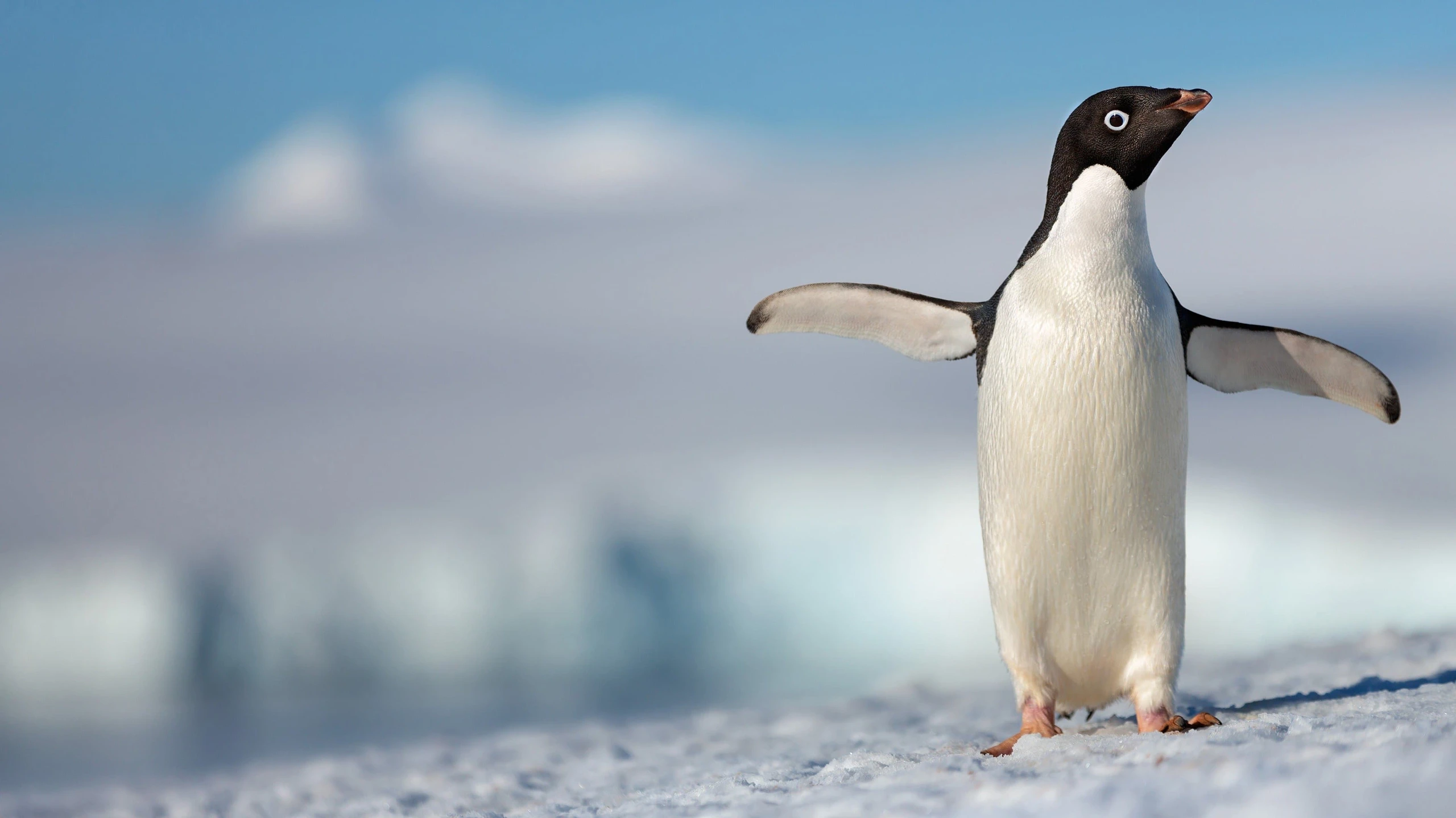Pinguine