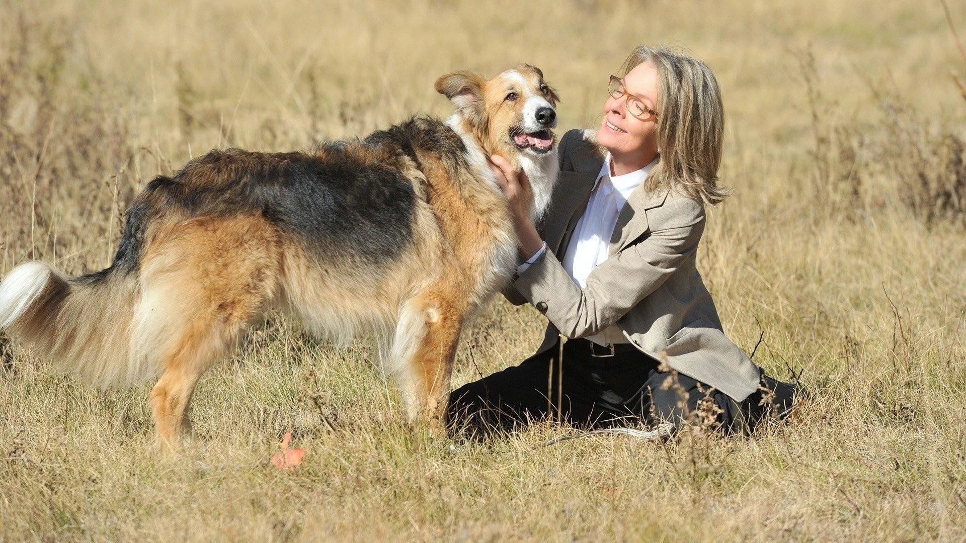 Darling Companion – Ein Hund fürs Leben