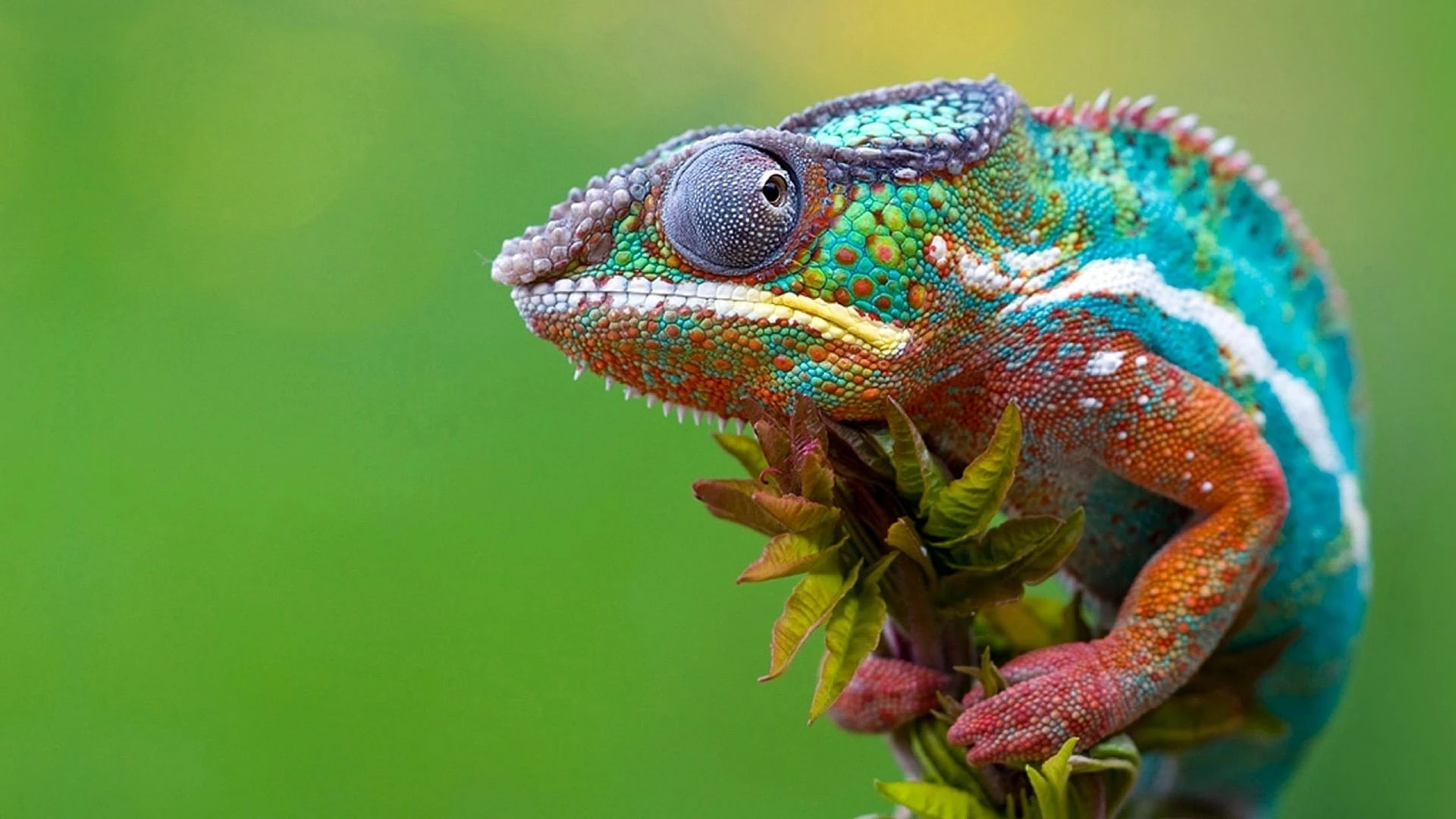 Madagaskar - Ein geheimnisvolles Wunder der Natur