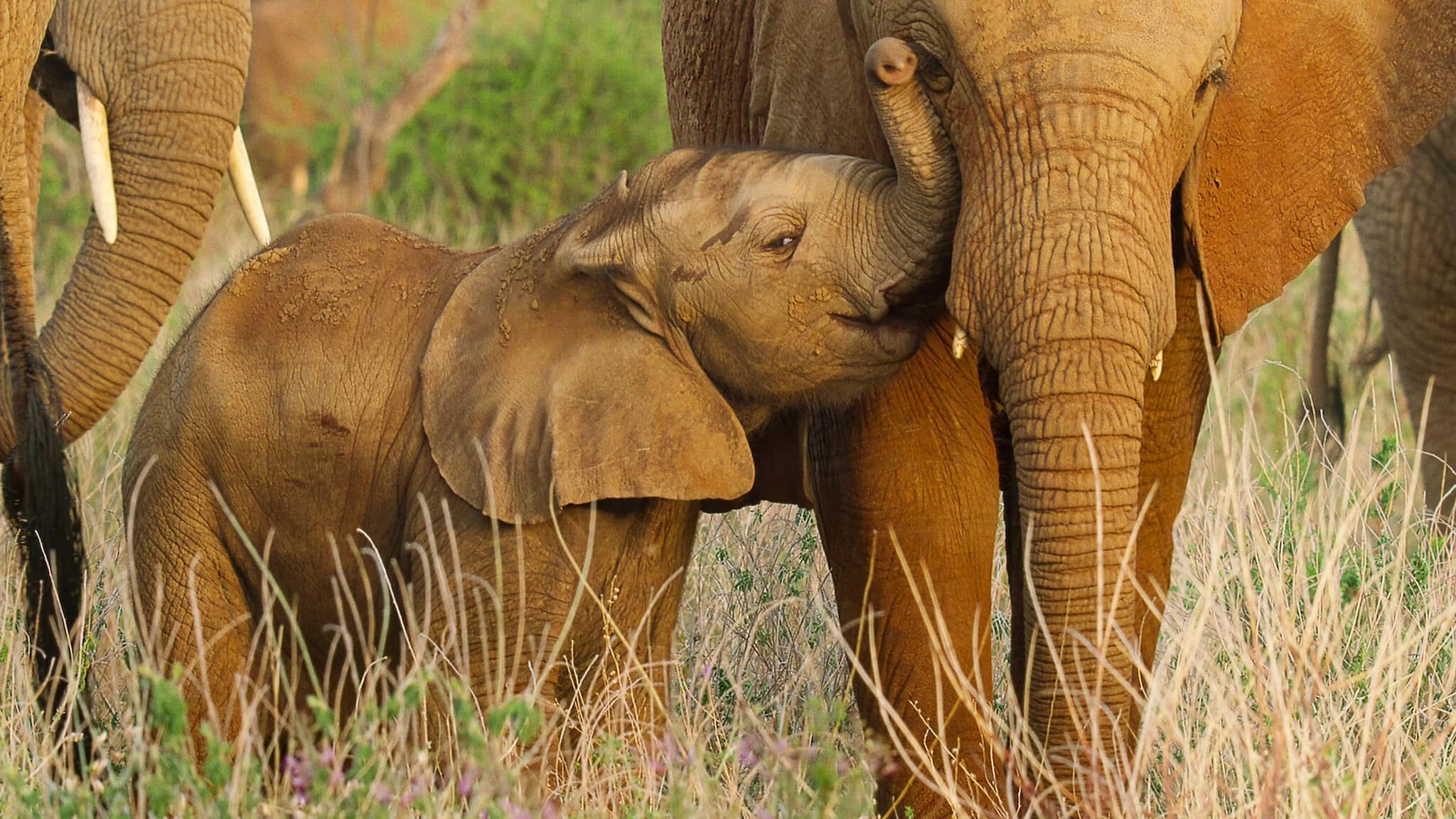 Wilde Babys