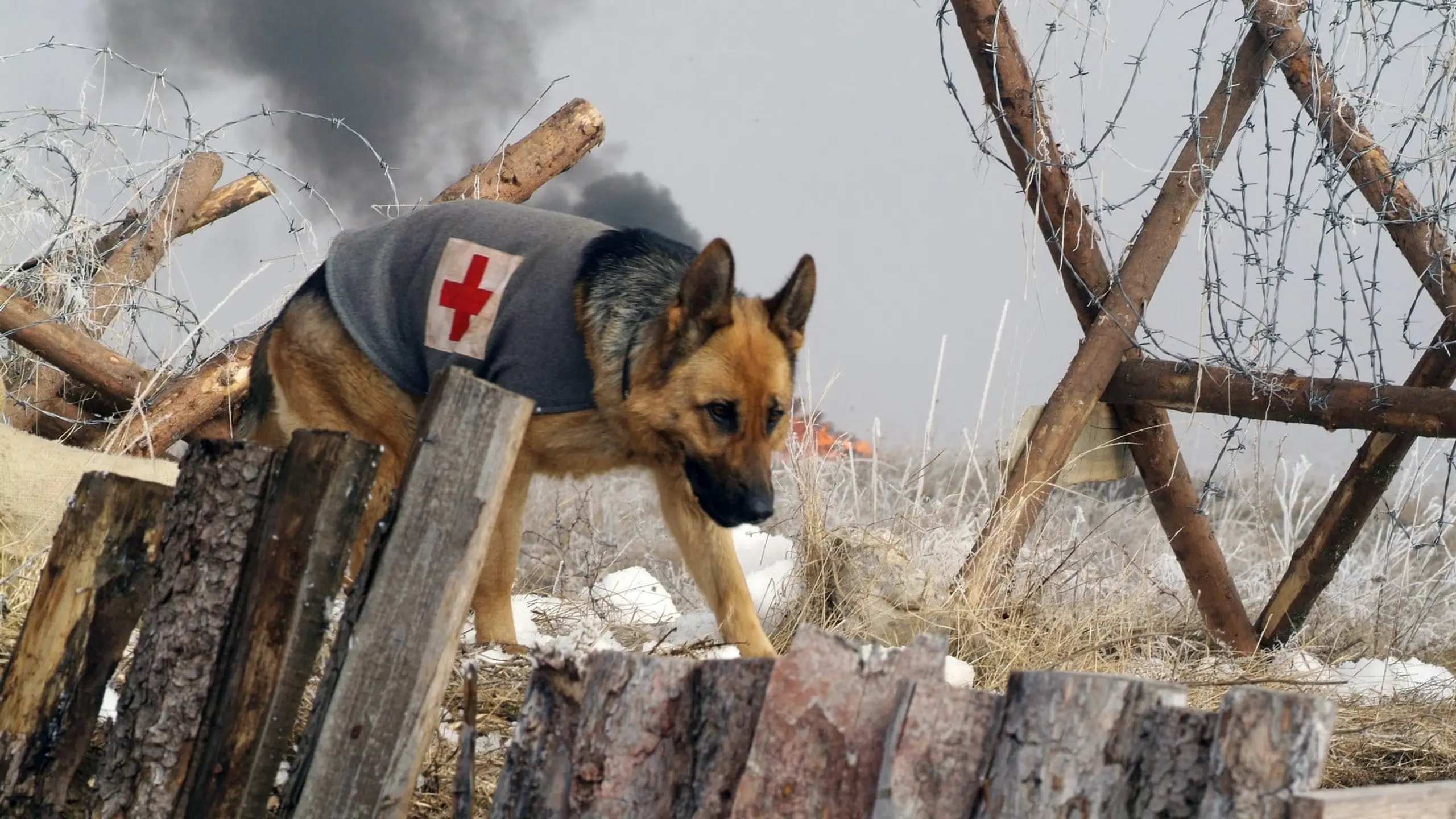 Rin Tin Tin - Ein Held auf Pfoten