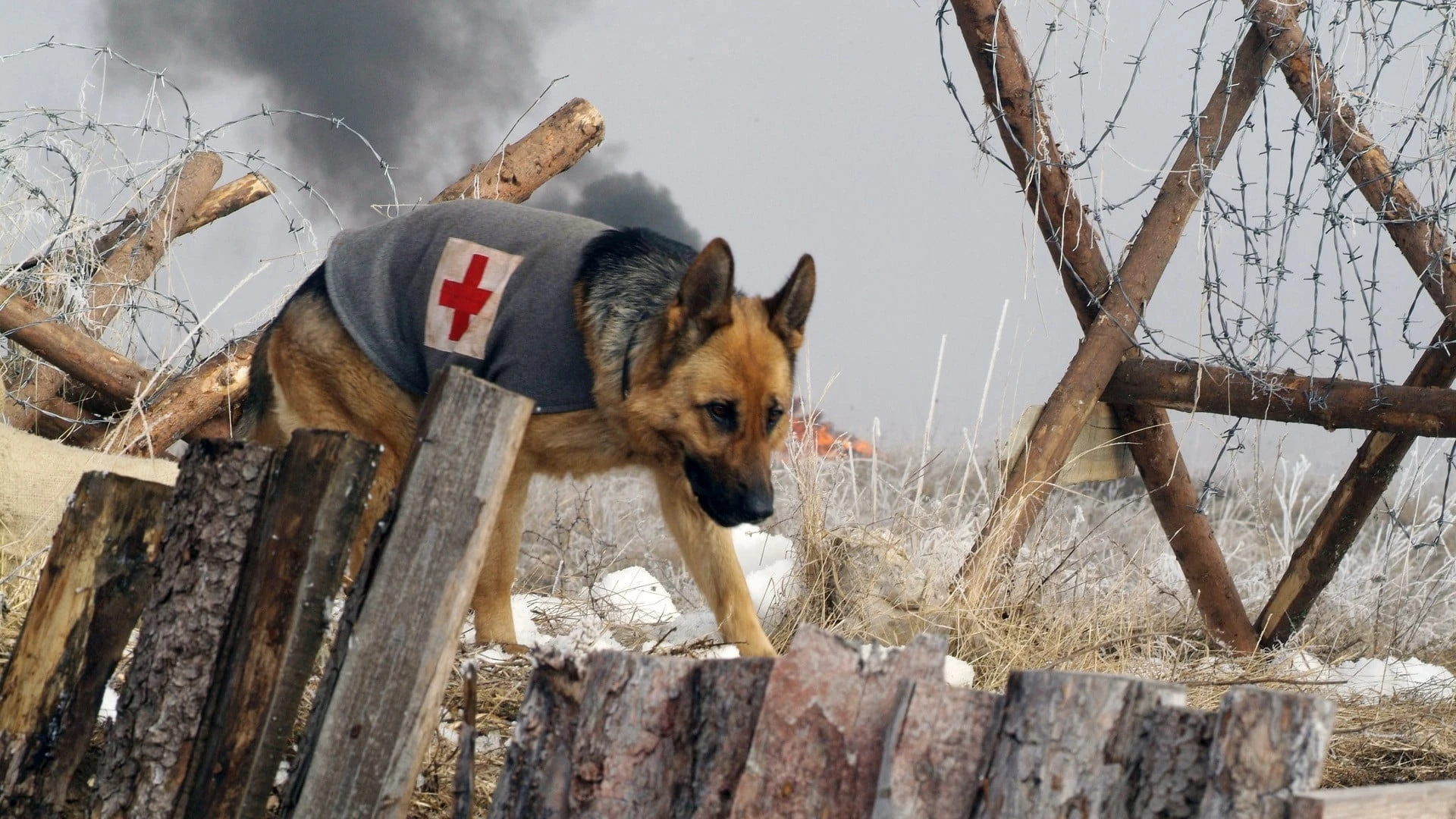 Rin Tin Tin - Ein Held auf Pfoten
