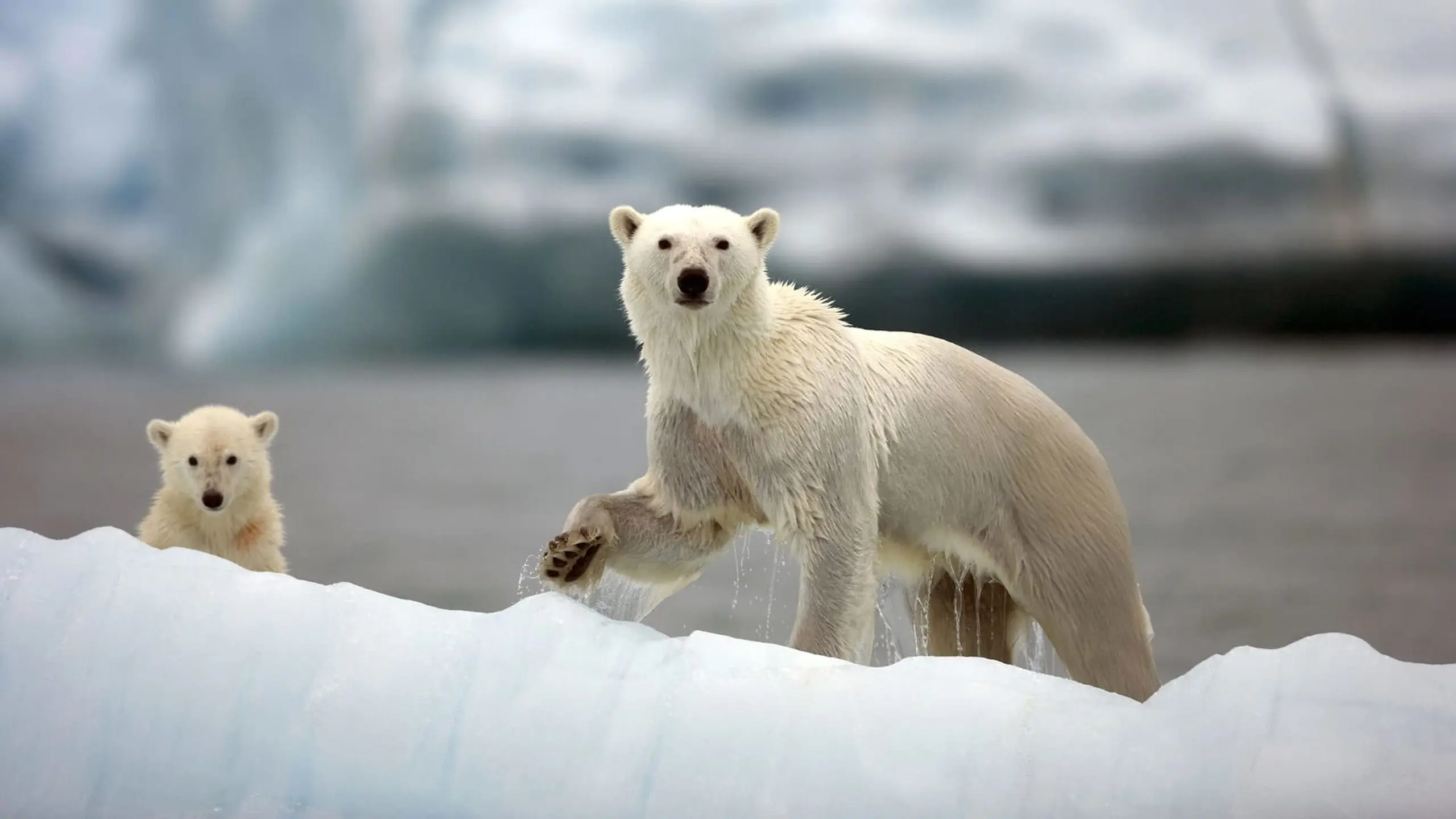 BBC Earth: Die größten Naturereignisse