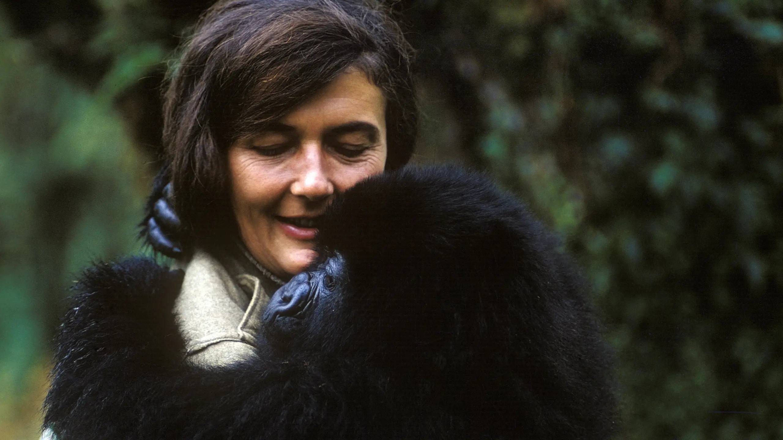 Dian Fossey: Geheimnisse im Nebel