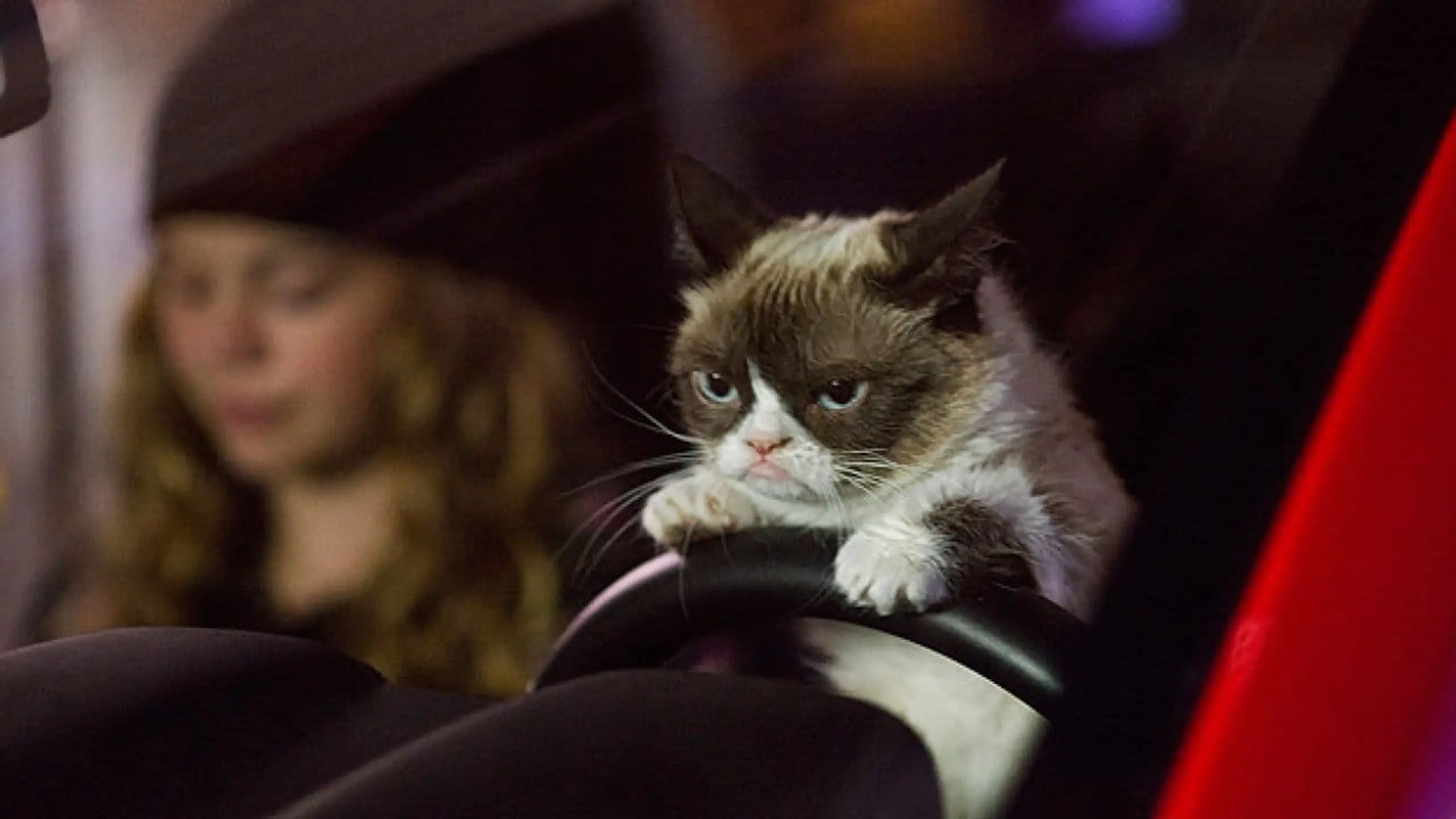 Grumpy Cat's miesestes Weihnachtsfest ever