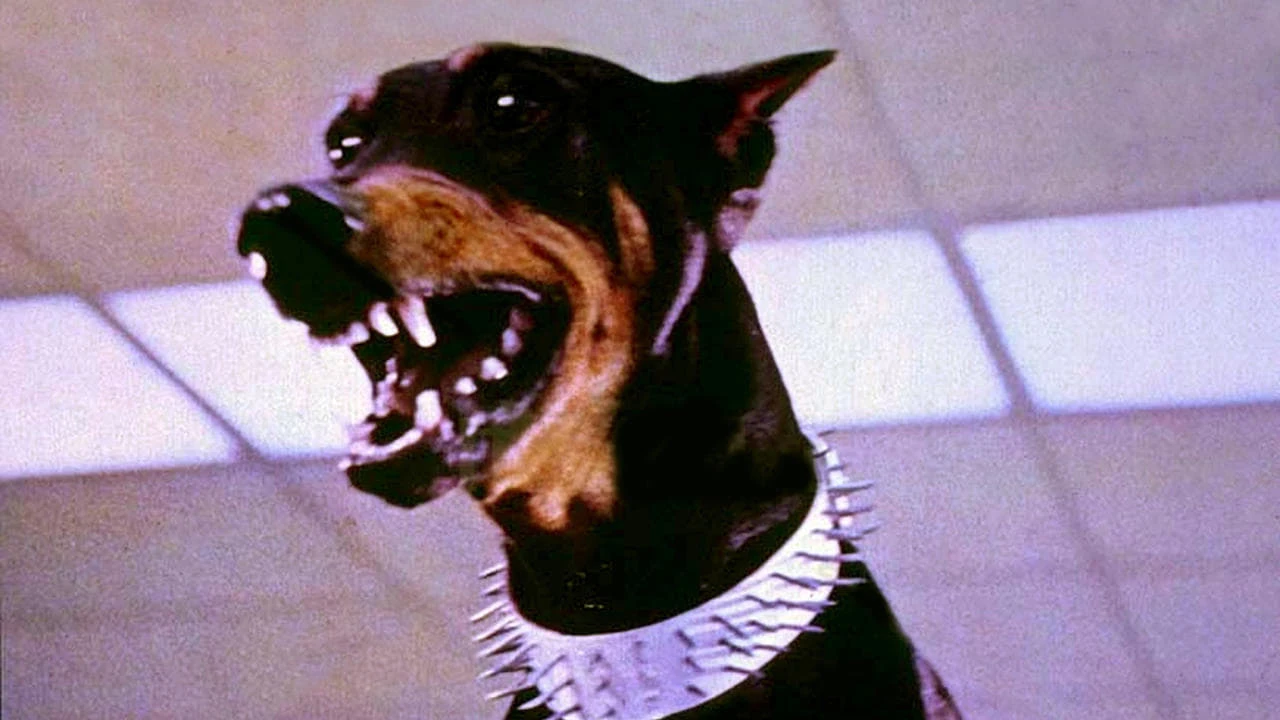Die Dobermann Bande