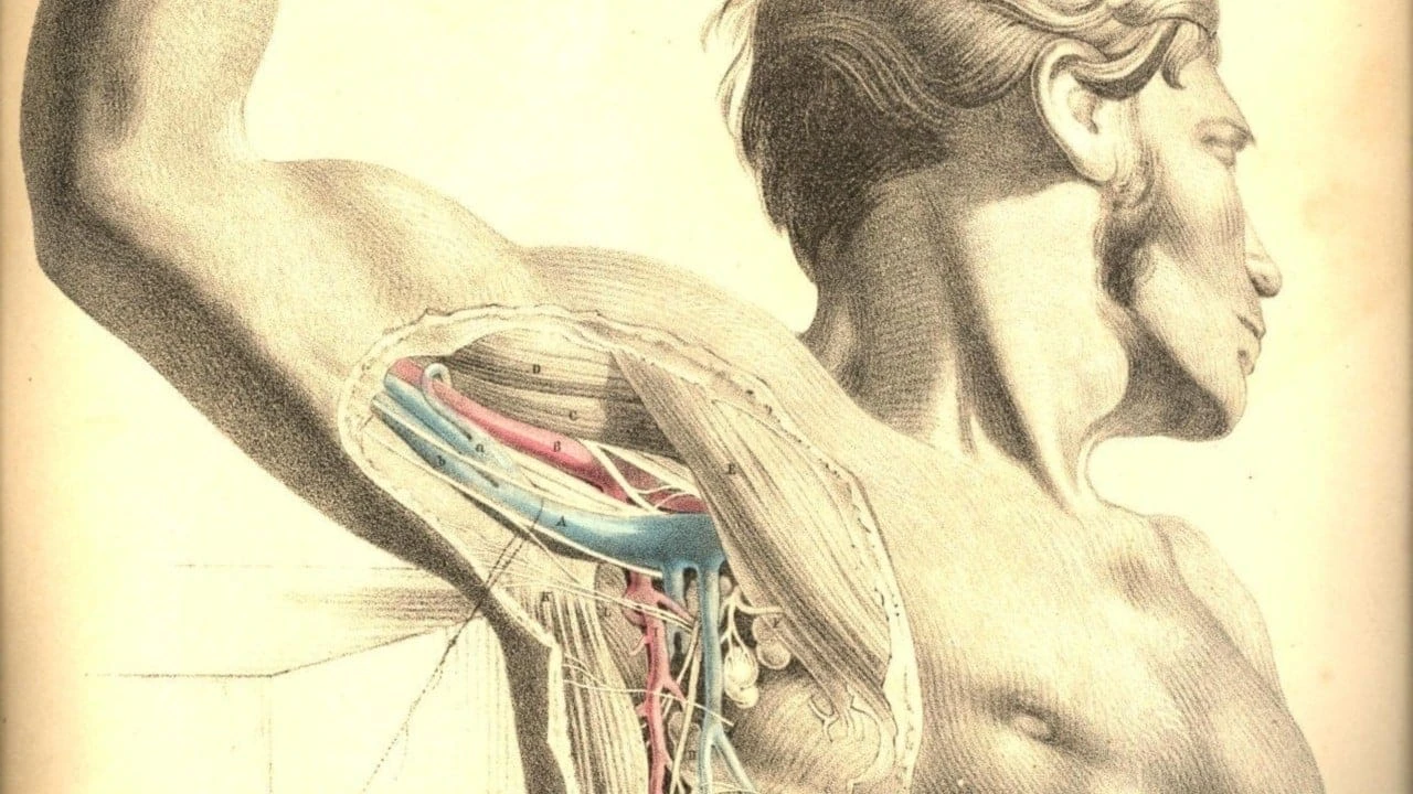 Anatomie 2