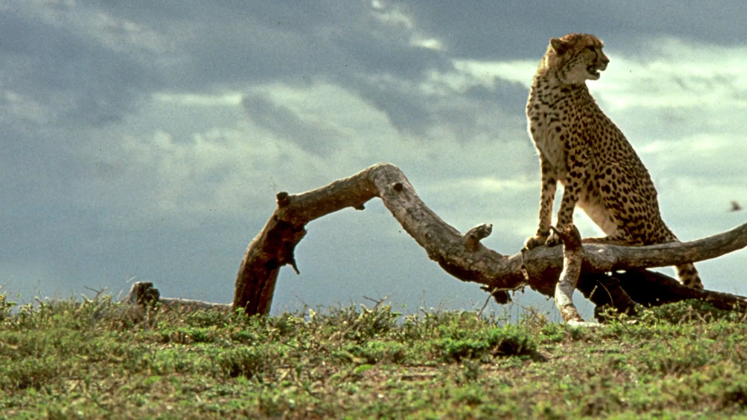 Abenteuer in Kenia