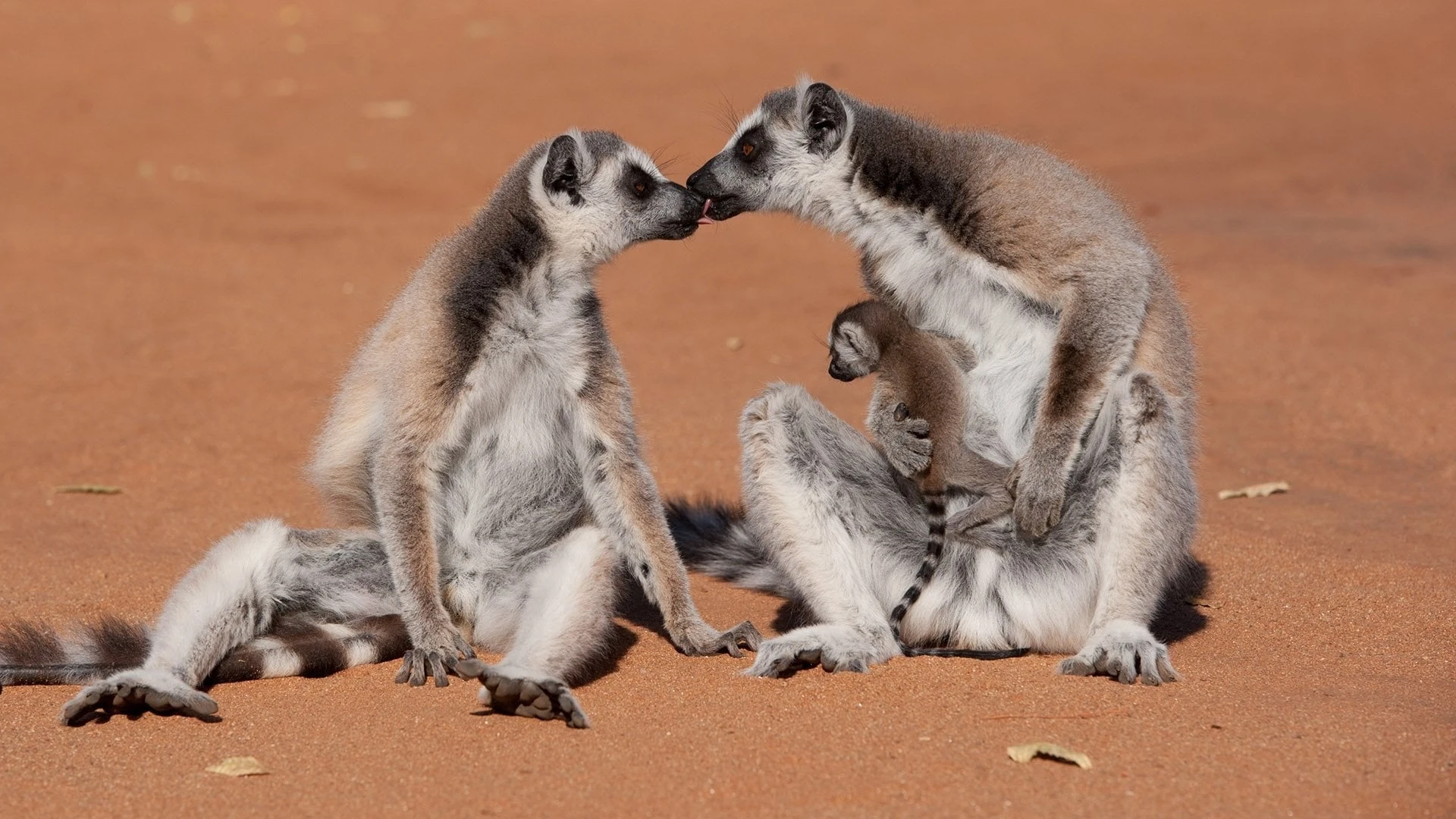 Wildes Madagaskar - Die Insel der Lemuren