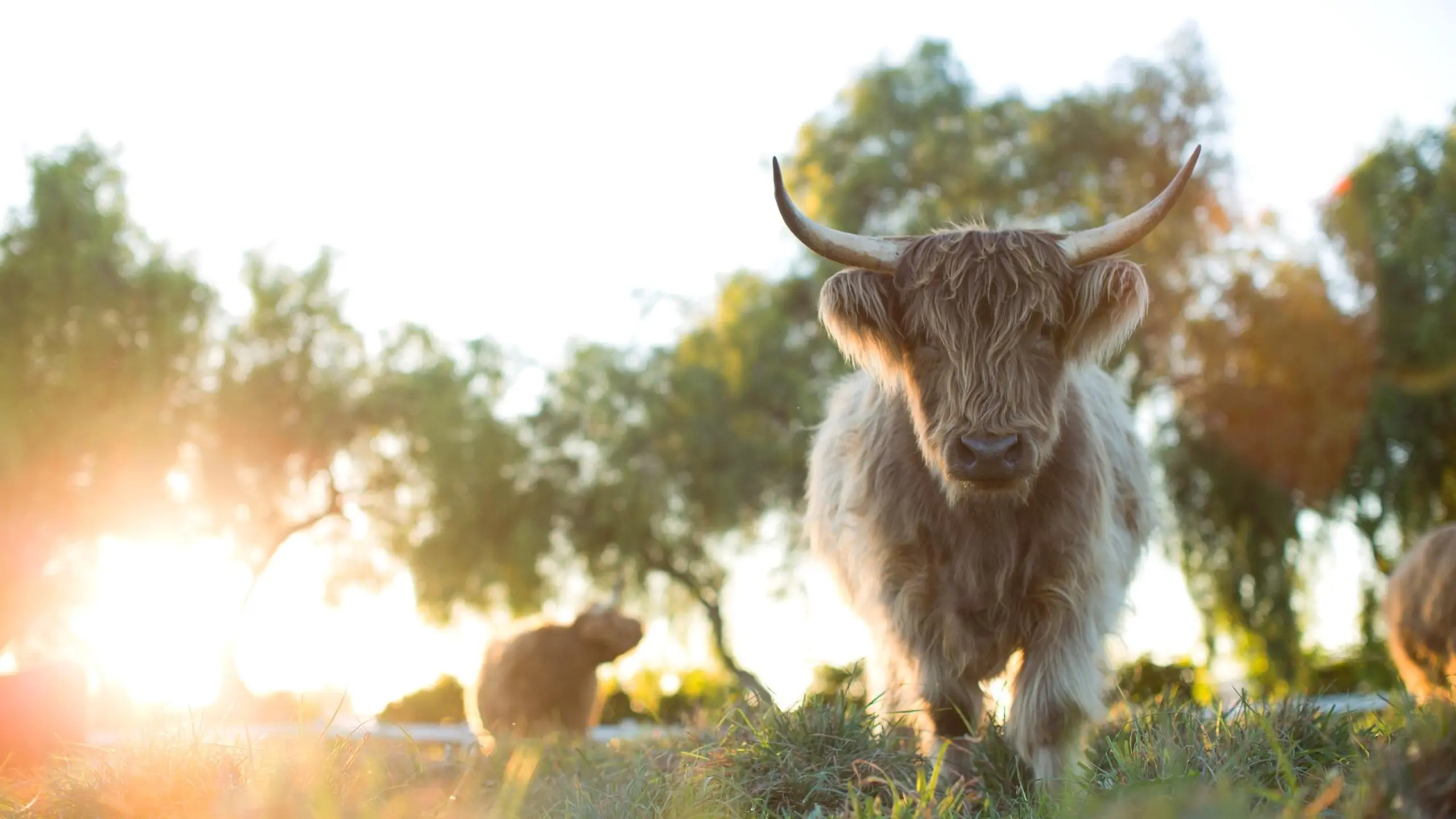 Unsere große kleine Farm: Die Rückkehr