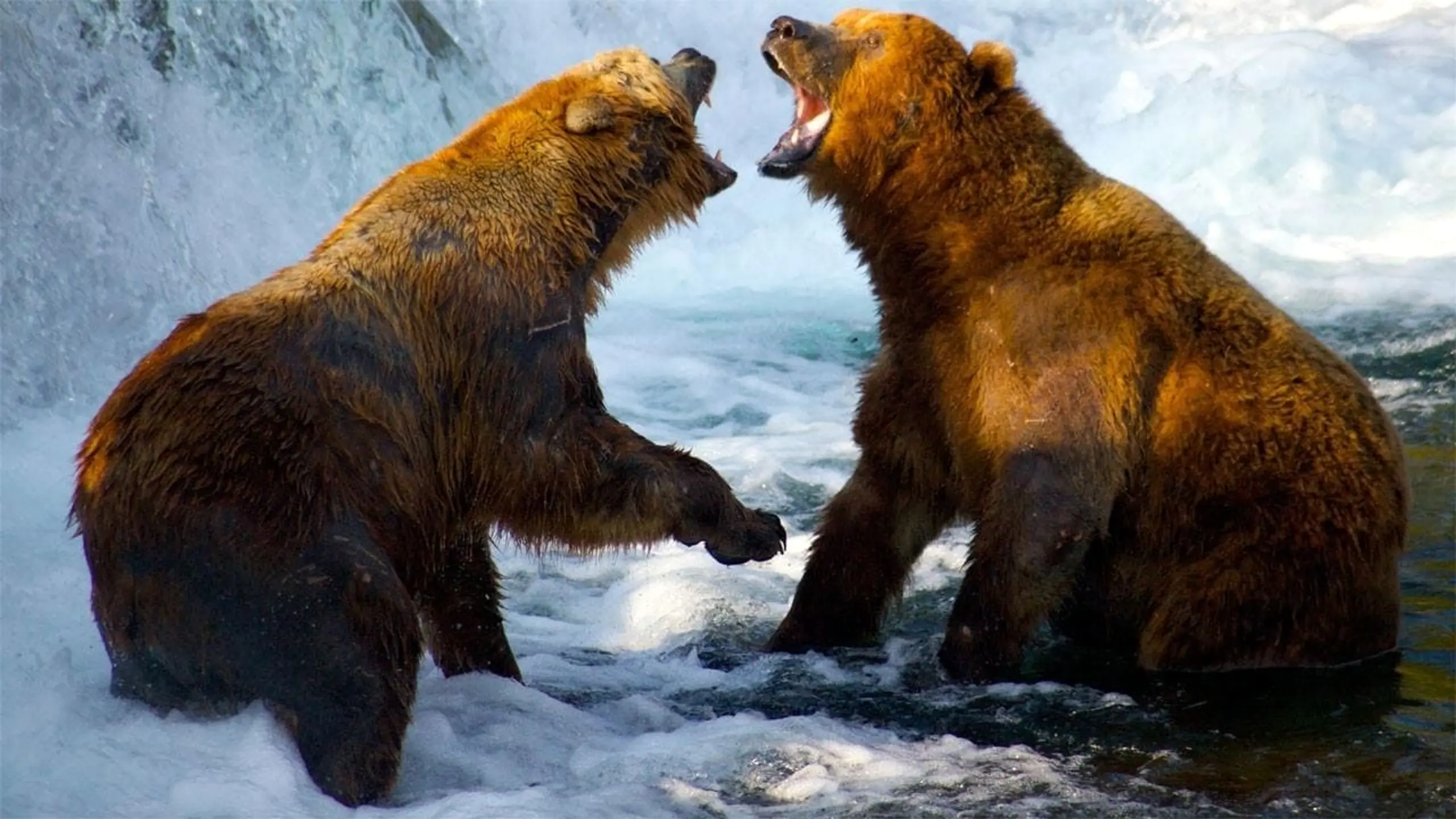 Wild Yellowstone