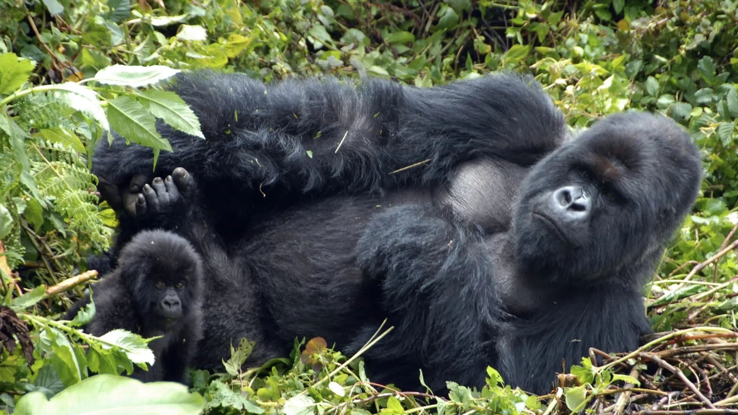 Mountain Gorilla