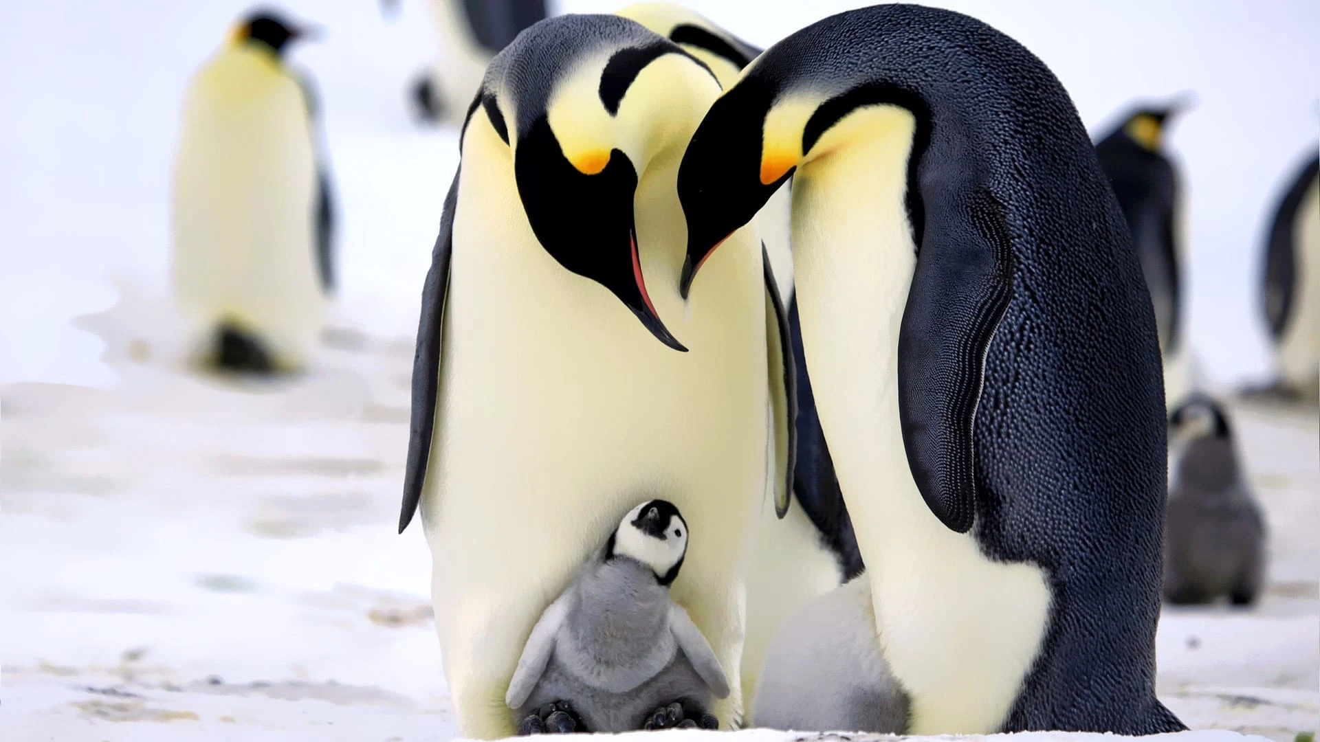 Pinguine hautnah