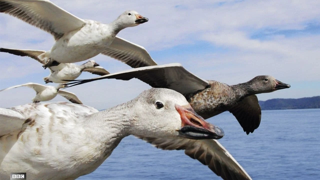 Die fantastische Reise der Vögel