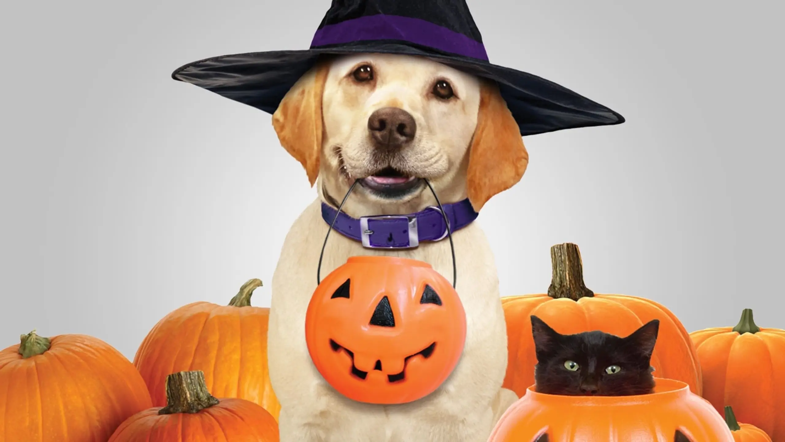 Ein Hund rettet Halloween