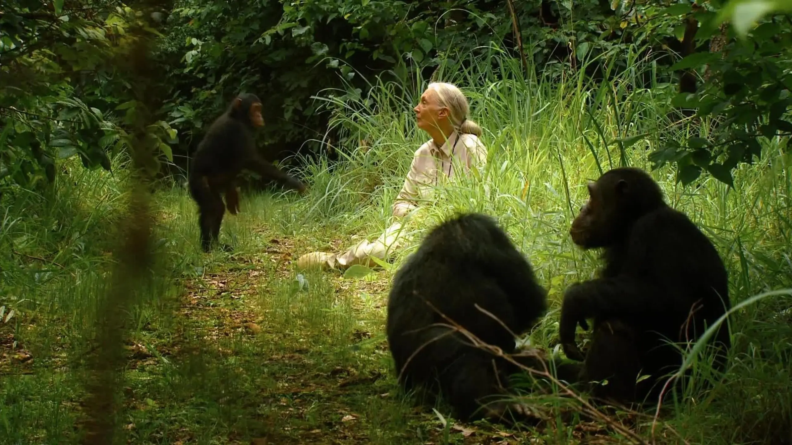 Jane's Journey - Die Lebensreise der Jane Goodall