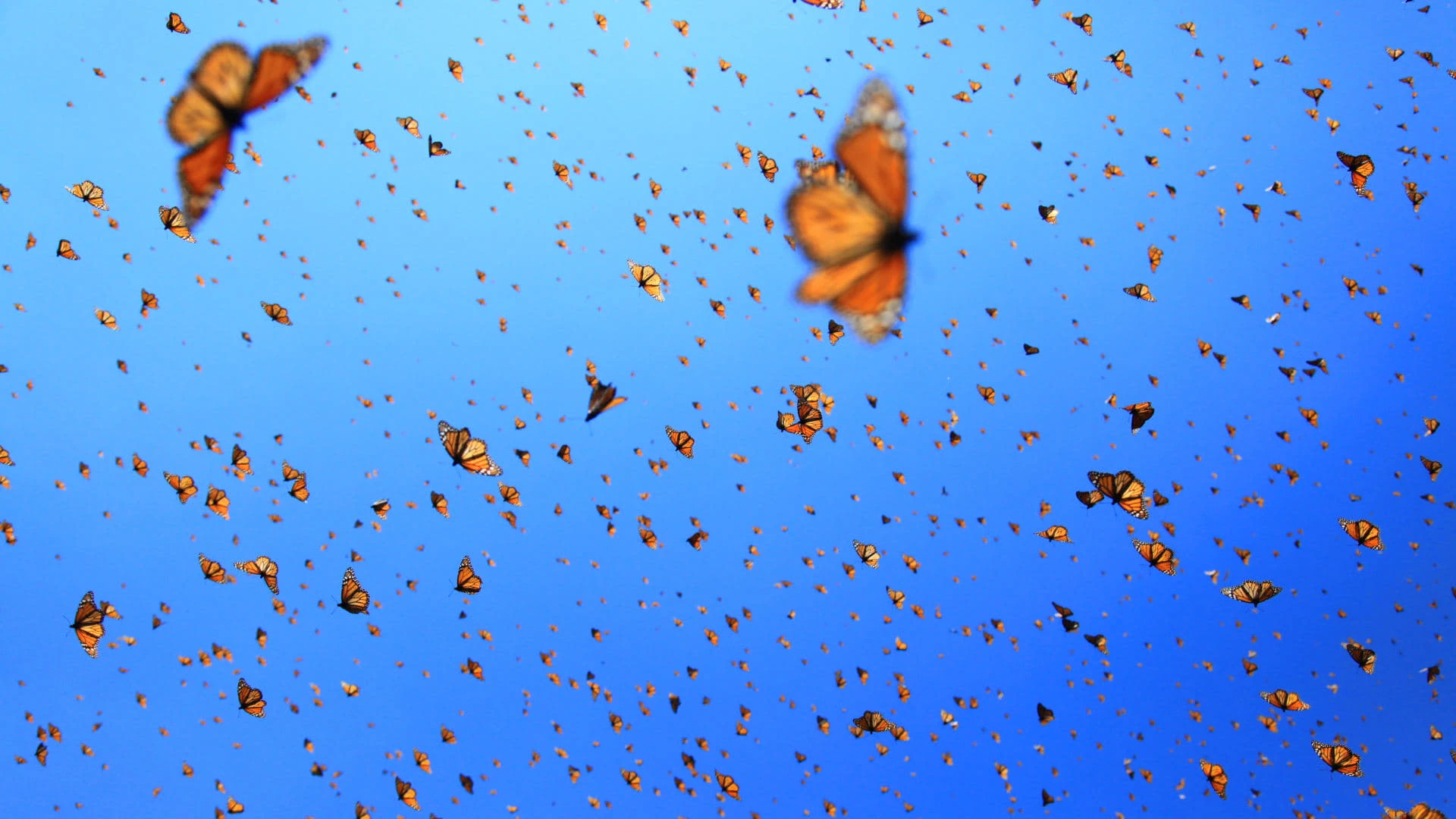 Der Flug der Schmetterlinge