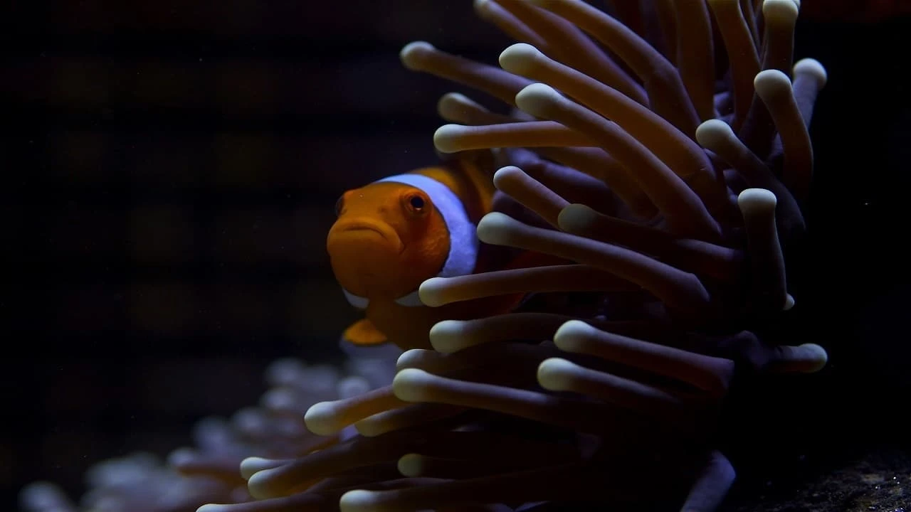 Das Great Barrier Reef