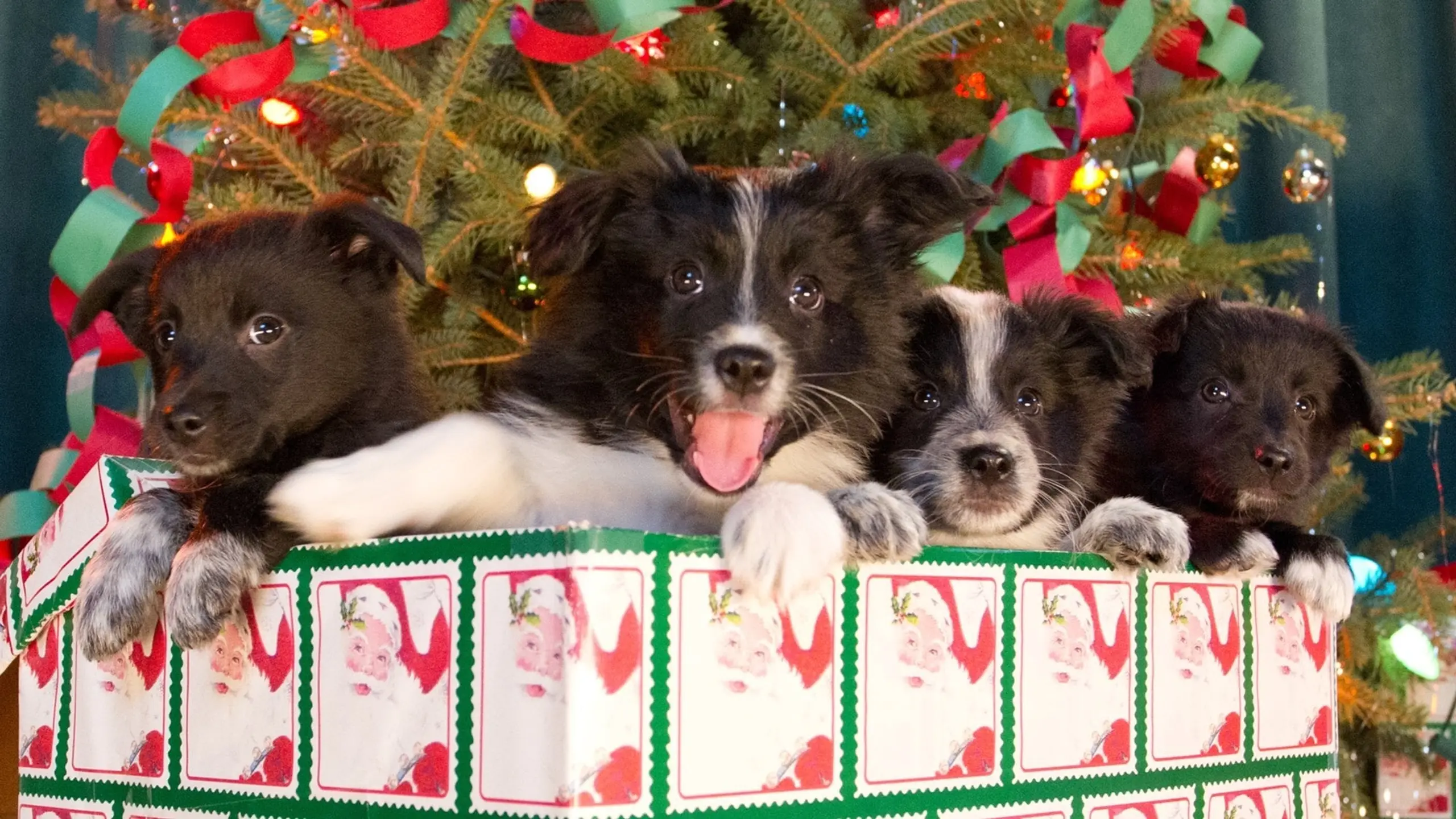 Einsatz auf vier Pfoten 2 - Das Weihnachtsmärchen geht weiter