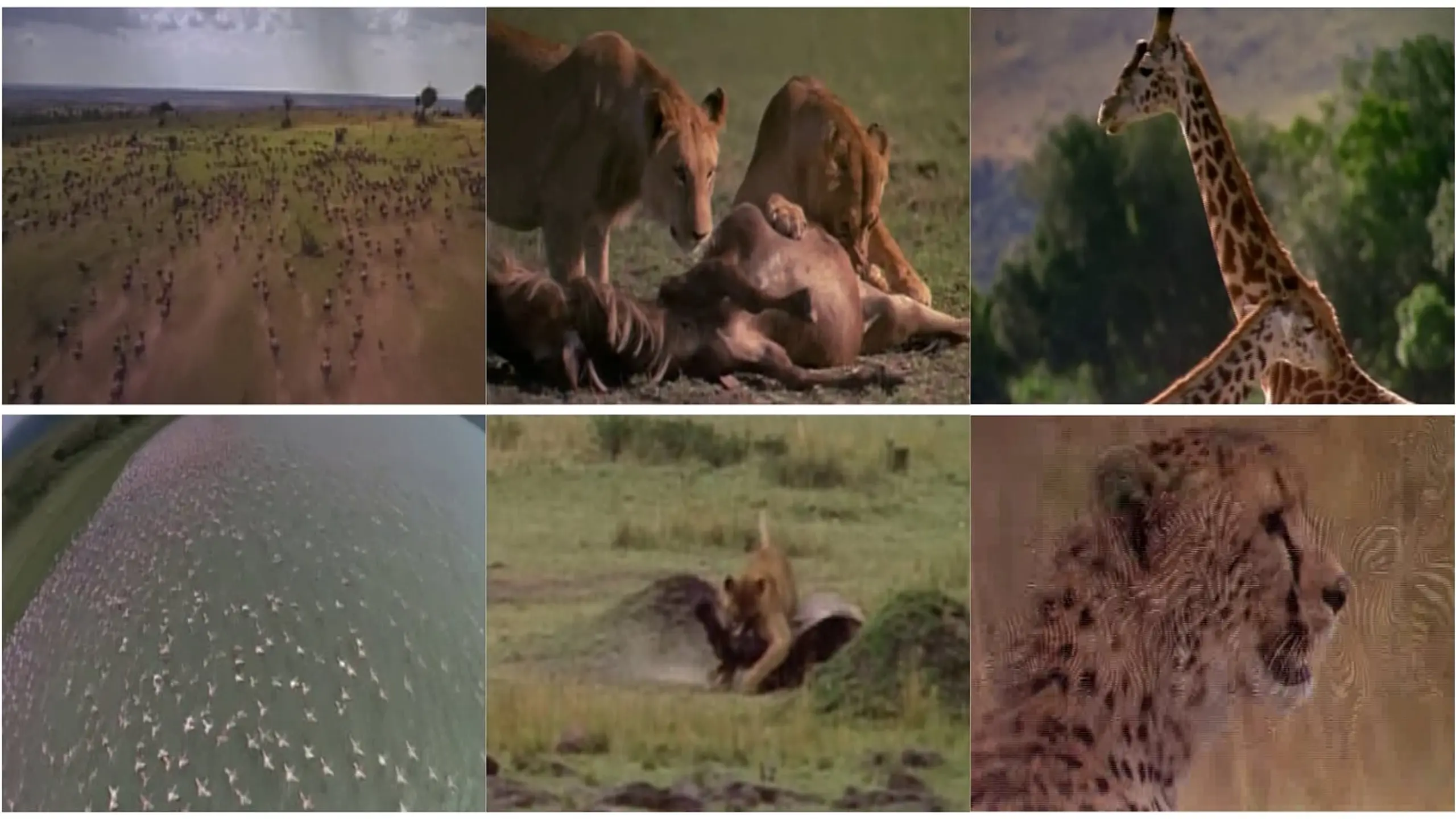 Afrika: Die Serengeti