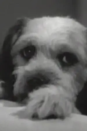 Foto von Daisy