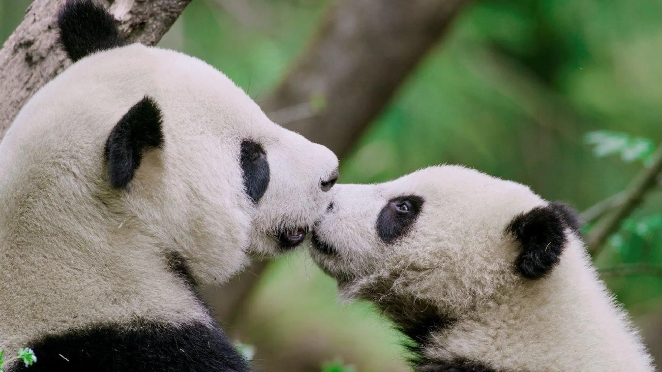 The Hidden Kingdoms of China