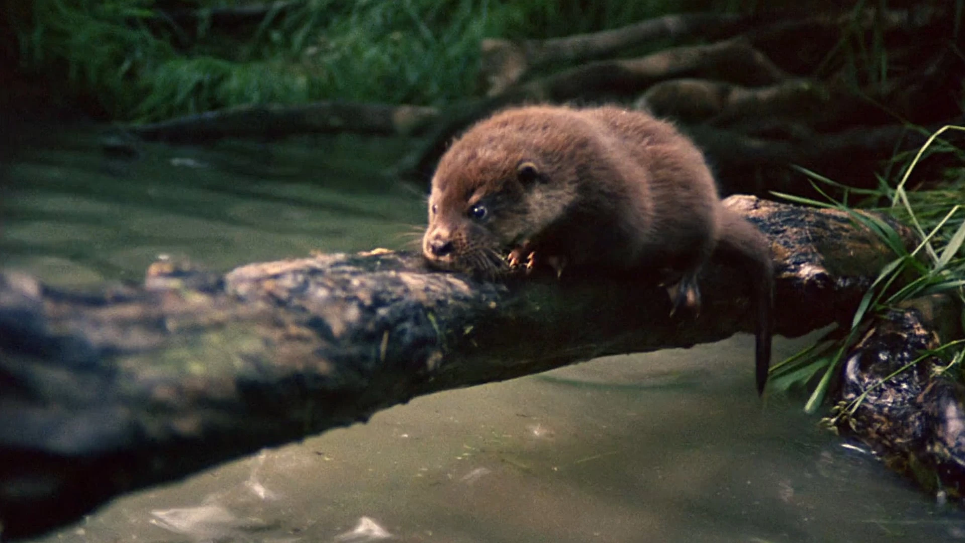 Tarka der Otter