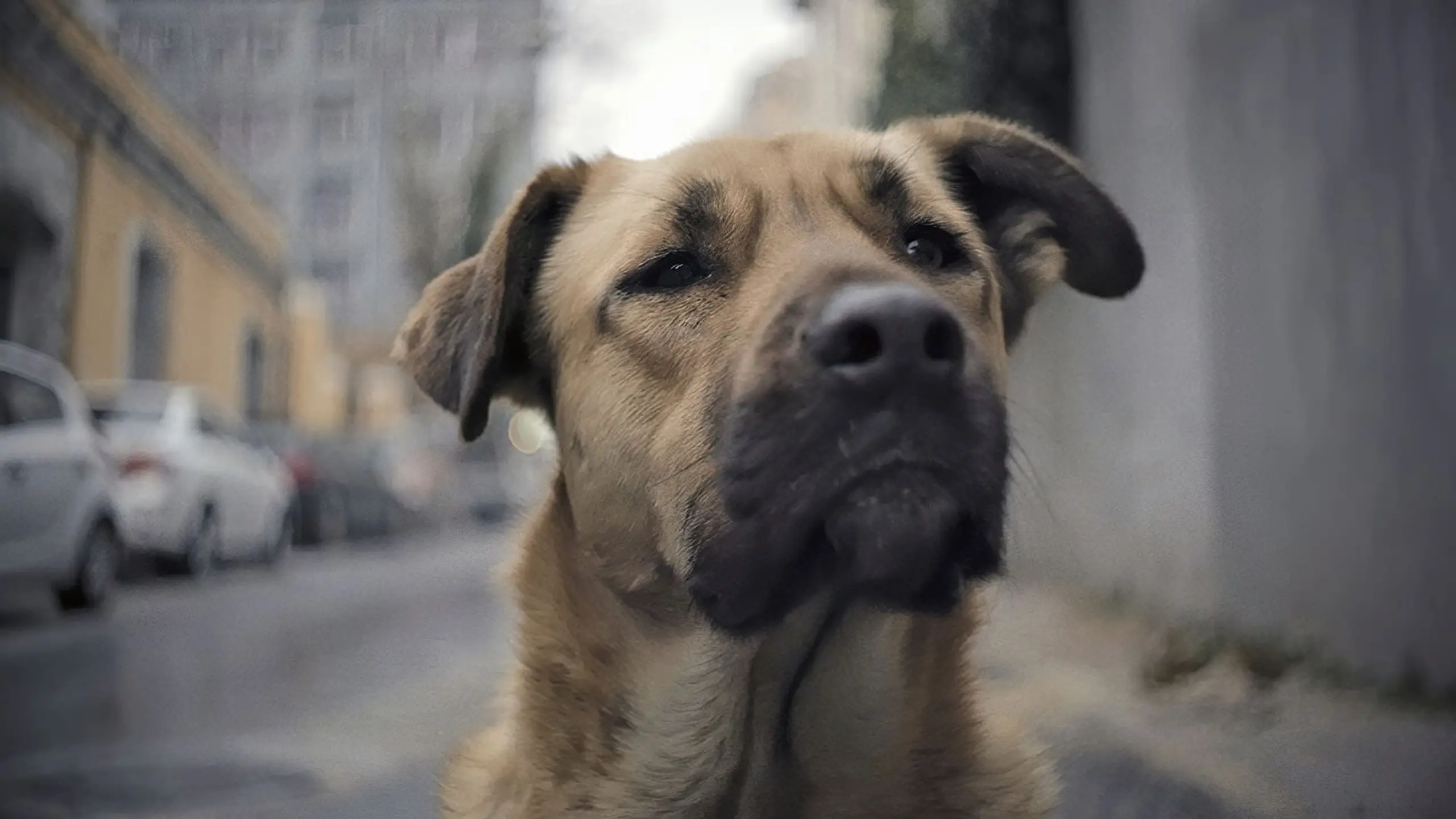 Streuner - Unterwegs mit Hundeaugen