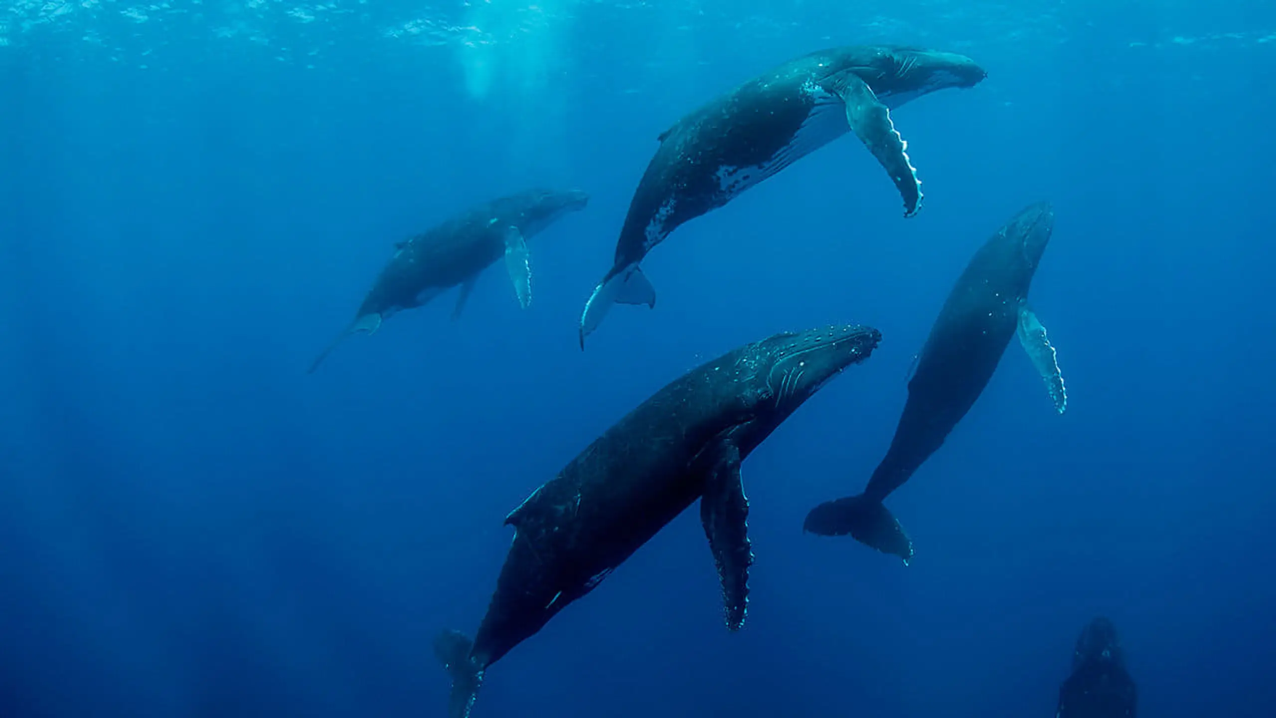 Humpback Whales - Buckelwale im Pazifik