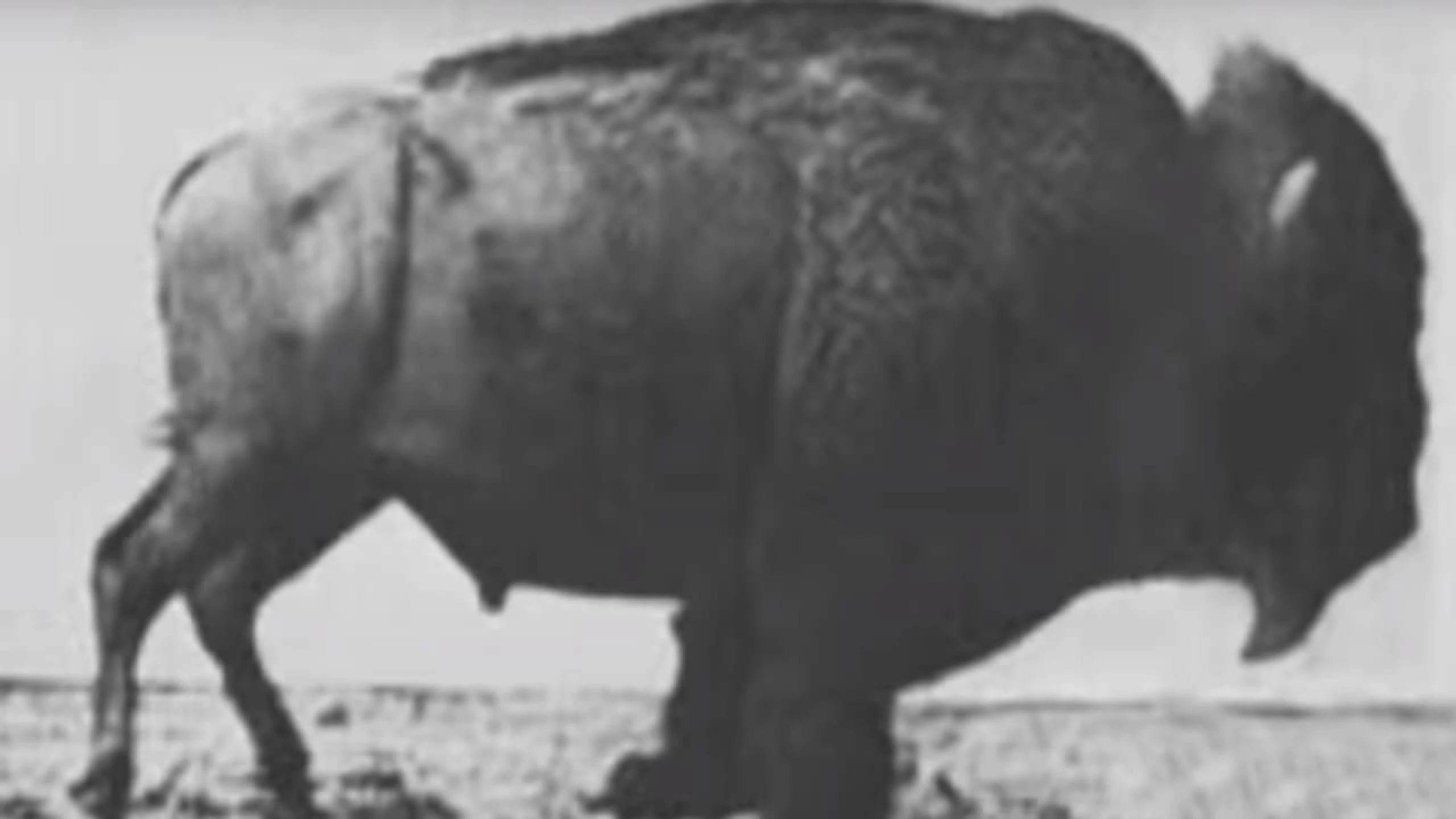 Buffalo Running