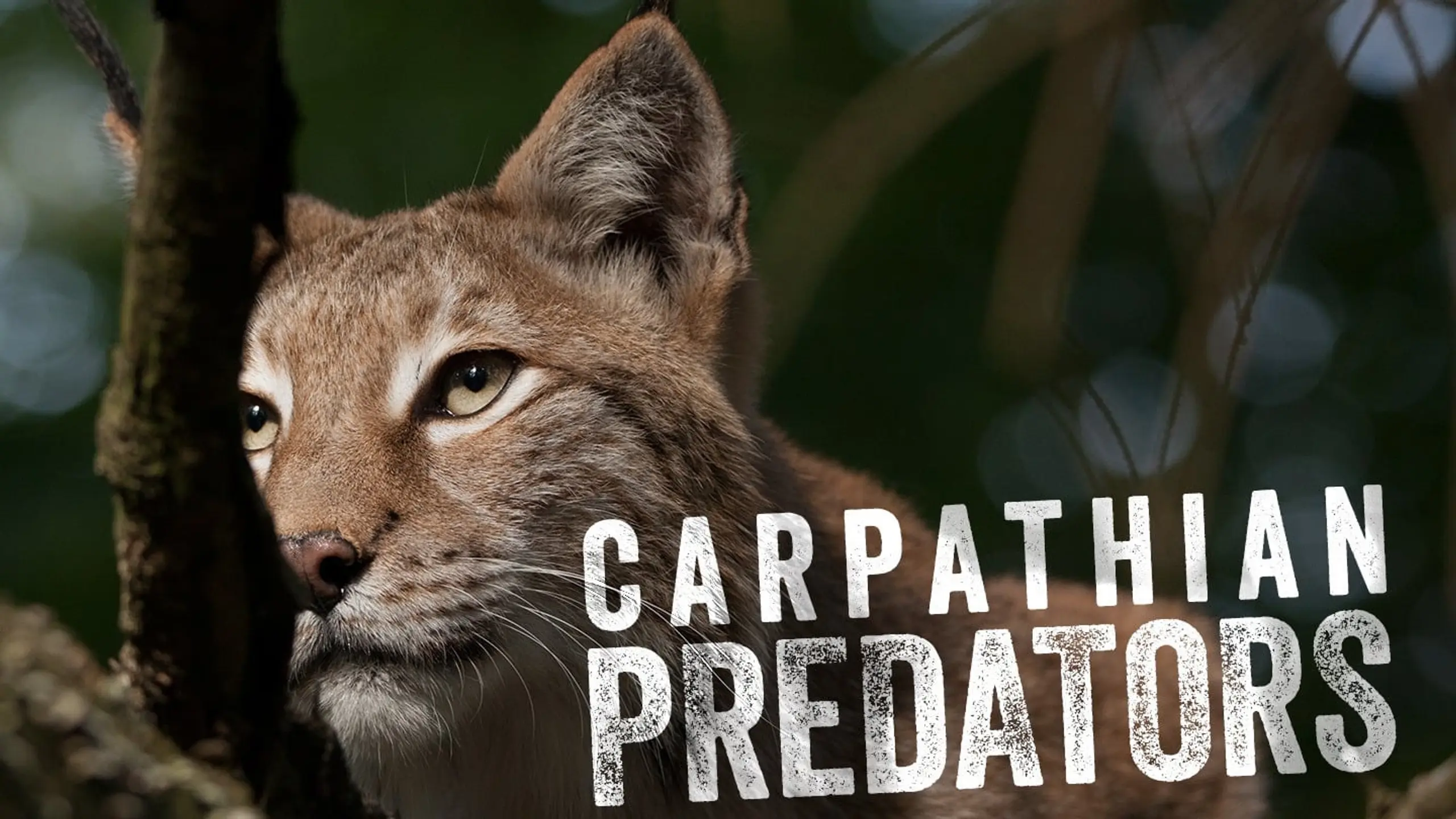 Carpathian Predators