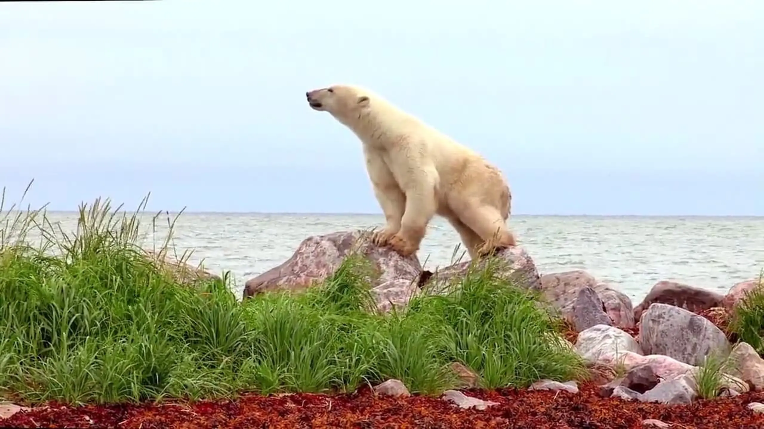 Eisbären 3D