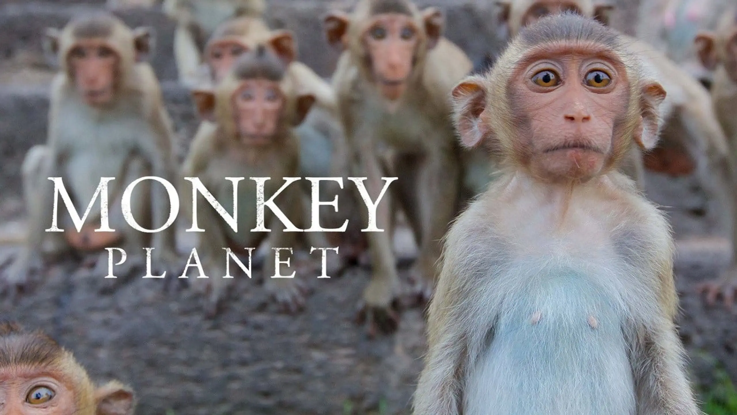 Monkey Planet