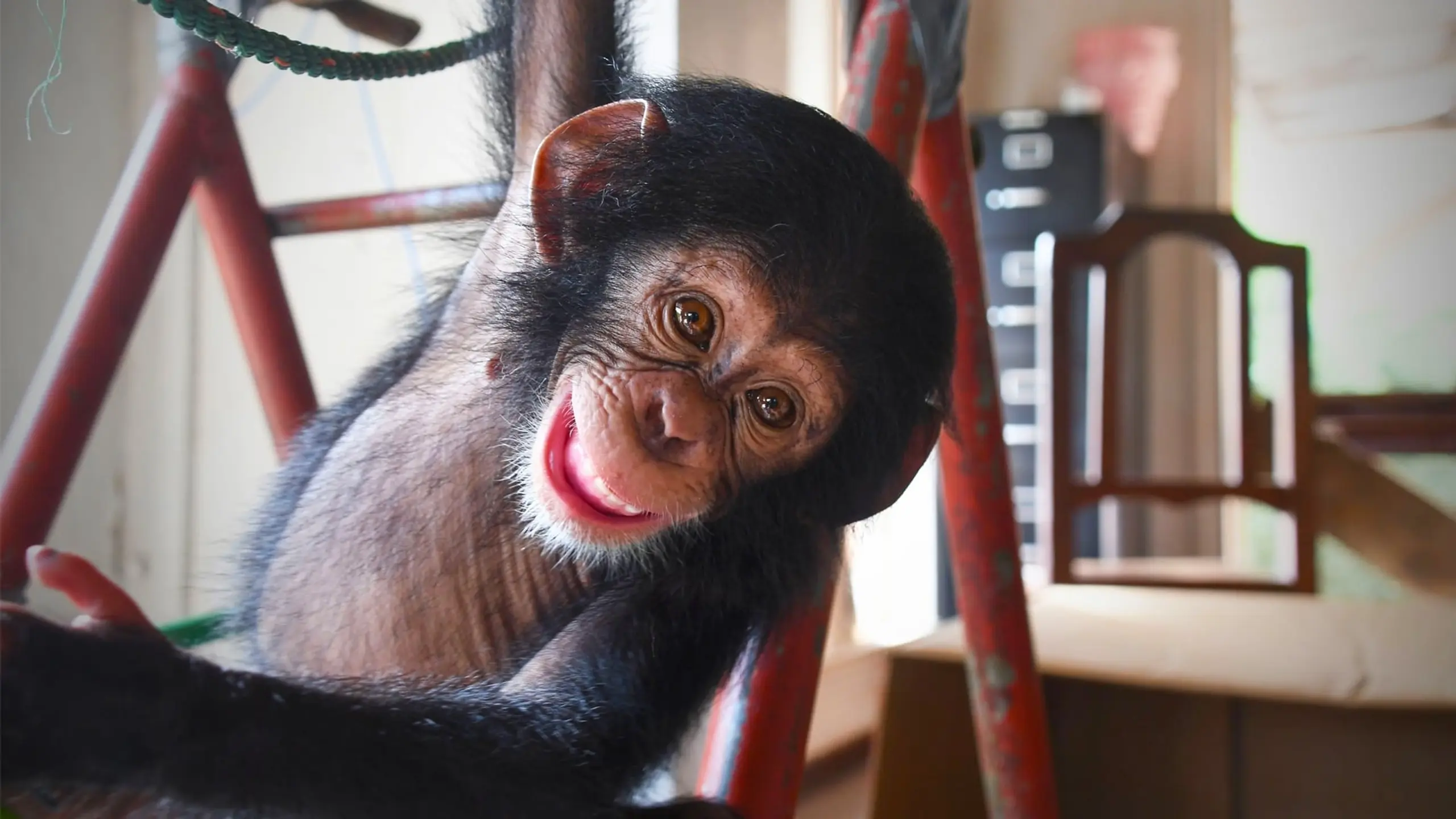 Baby Chimp Rescue