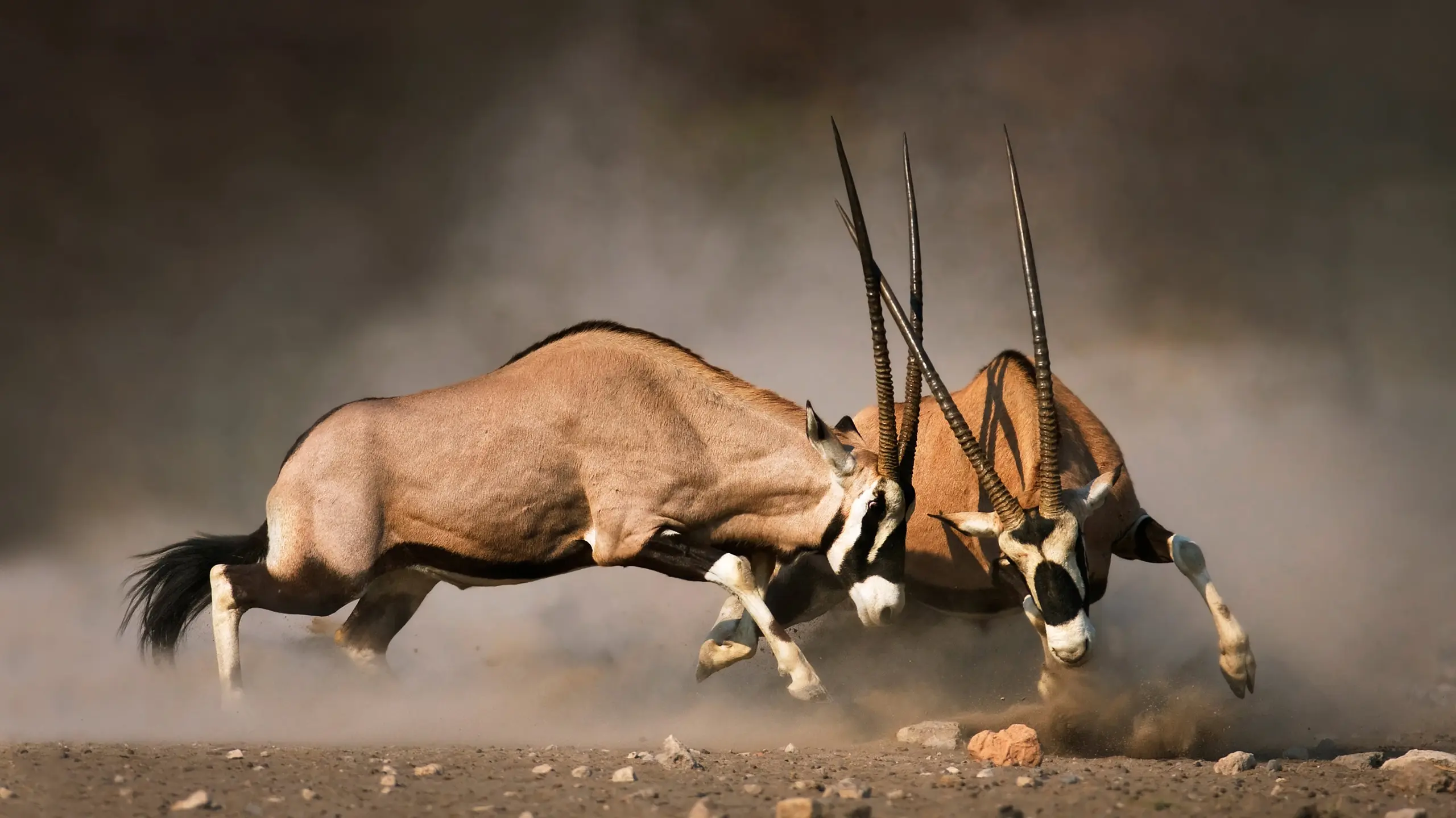 Animal Fight Club