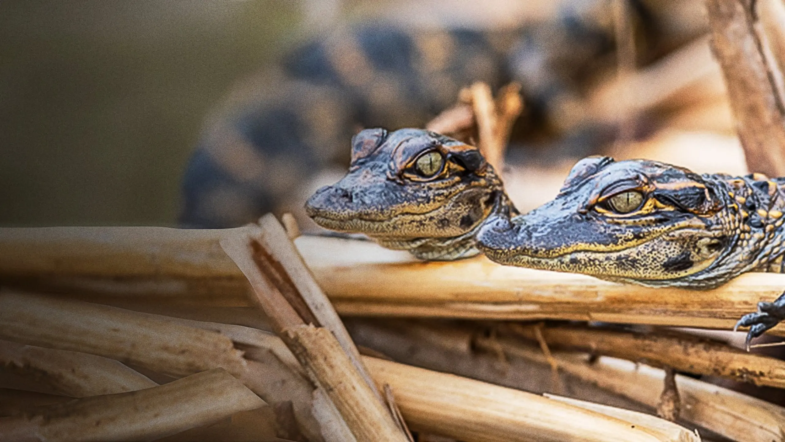 Everglades - Im Reich der lebenden Dinosaurier