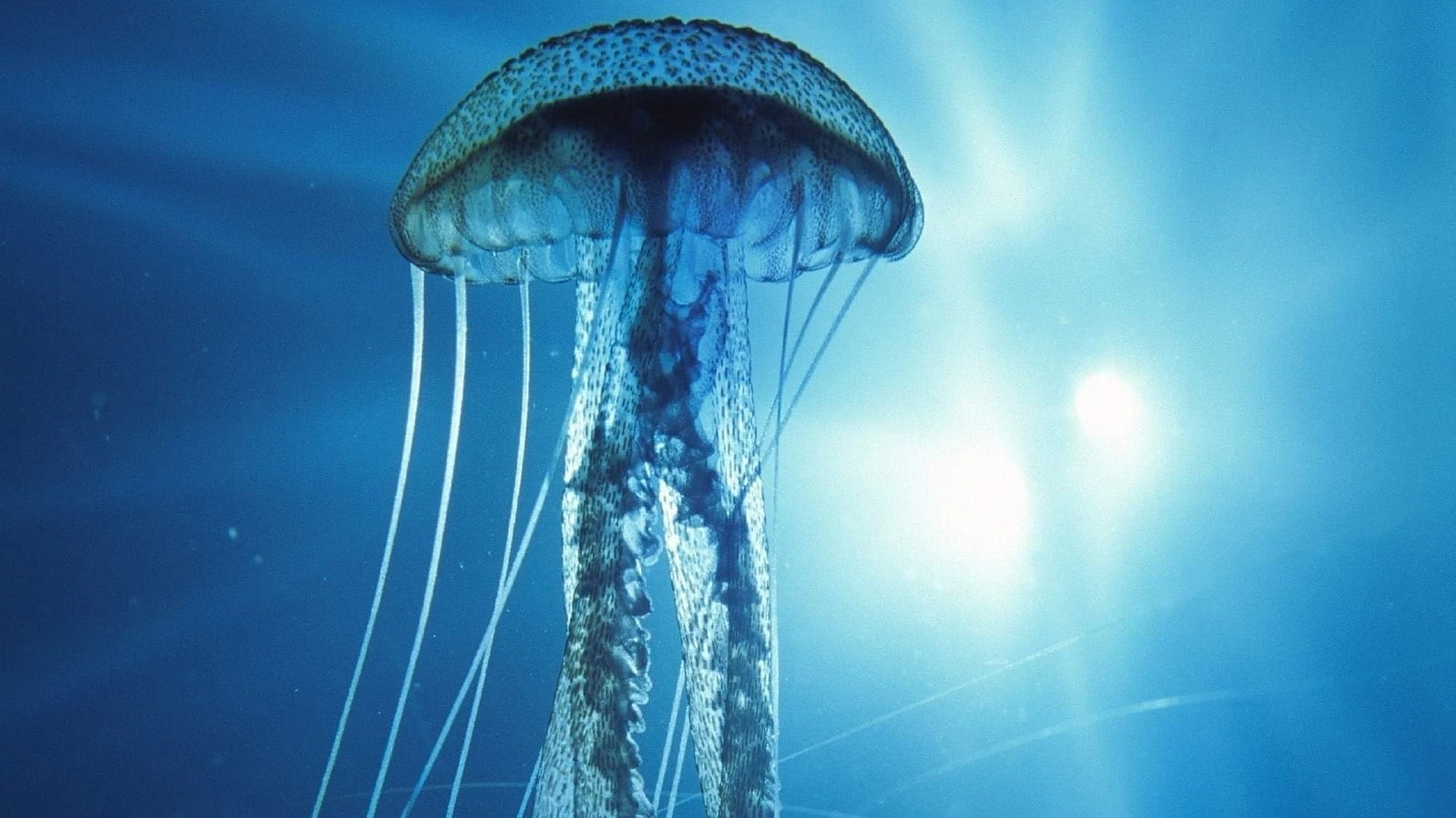 IMAX: Into the Deep 3D