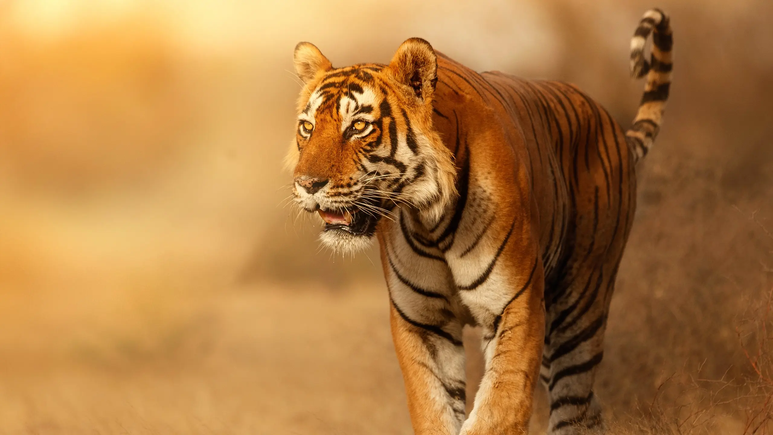 Wild Cats of India