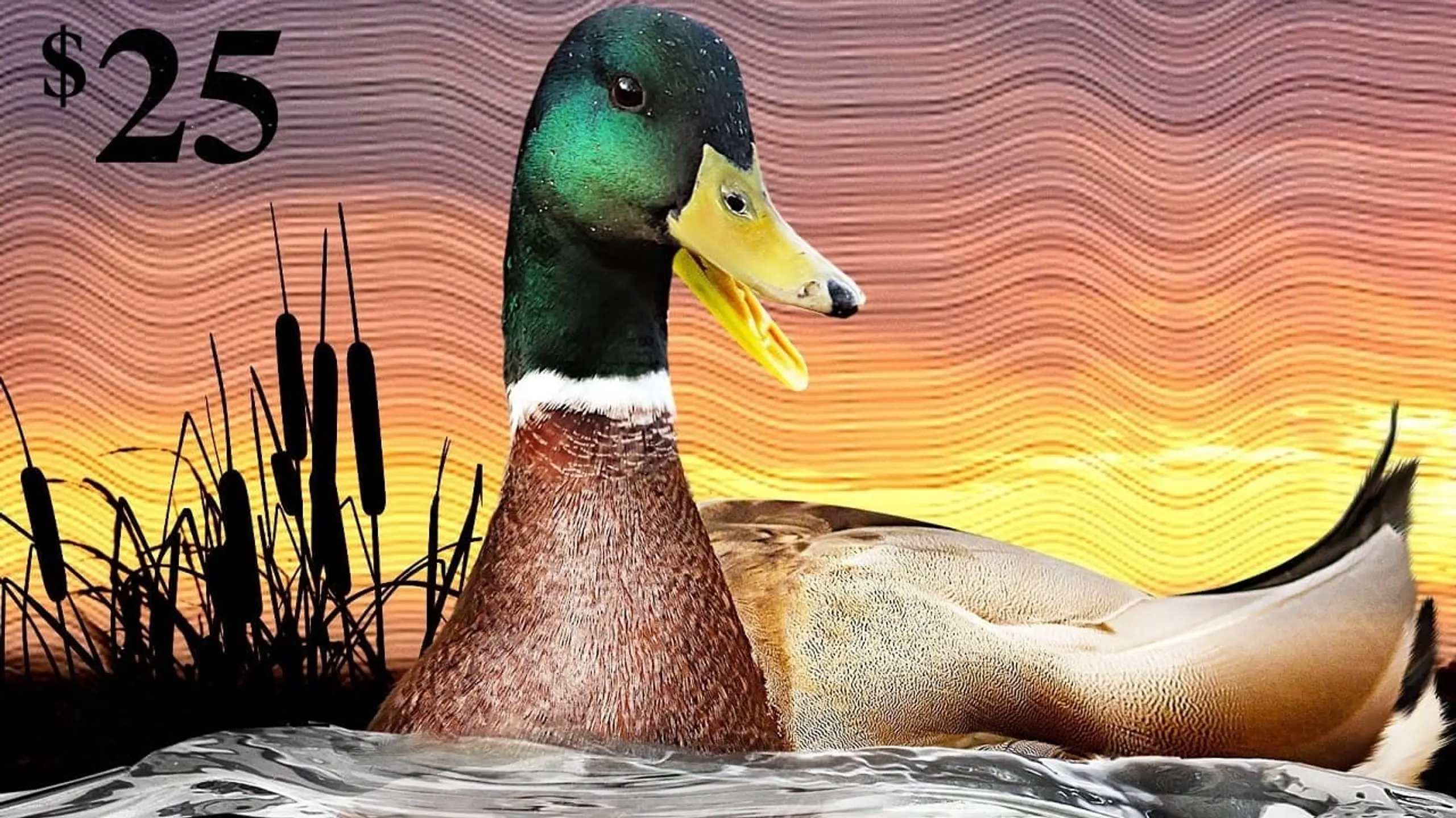 The Million Dollar Duck