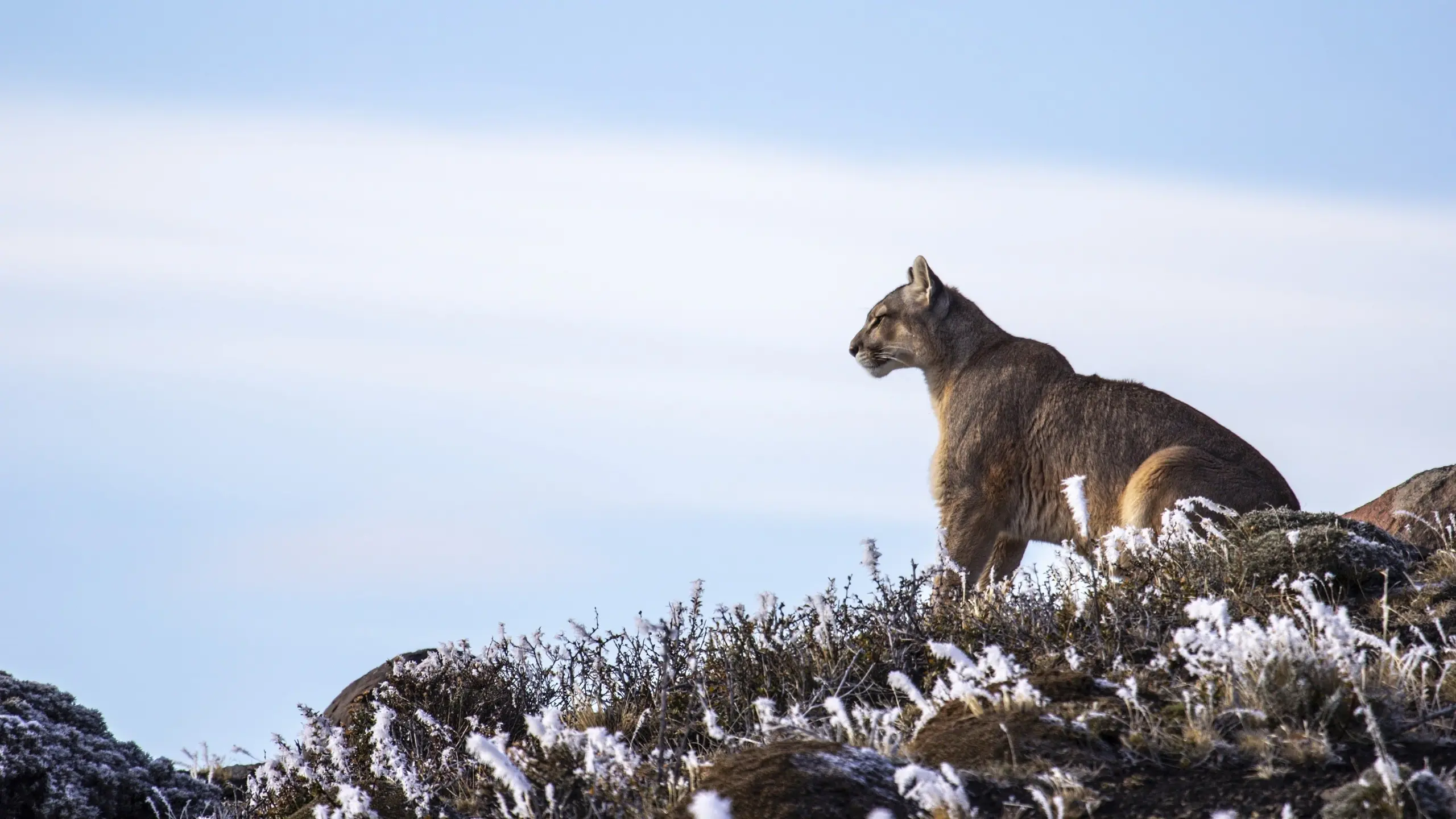 Pumas At The End of The World